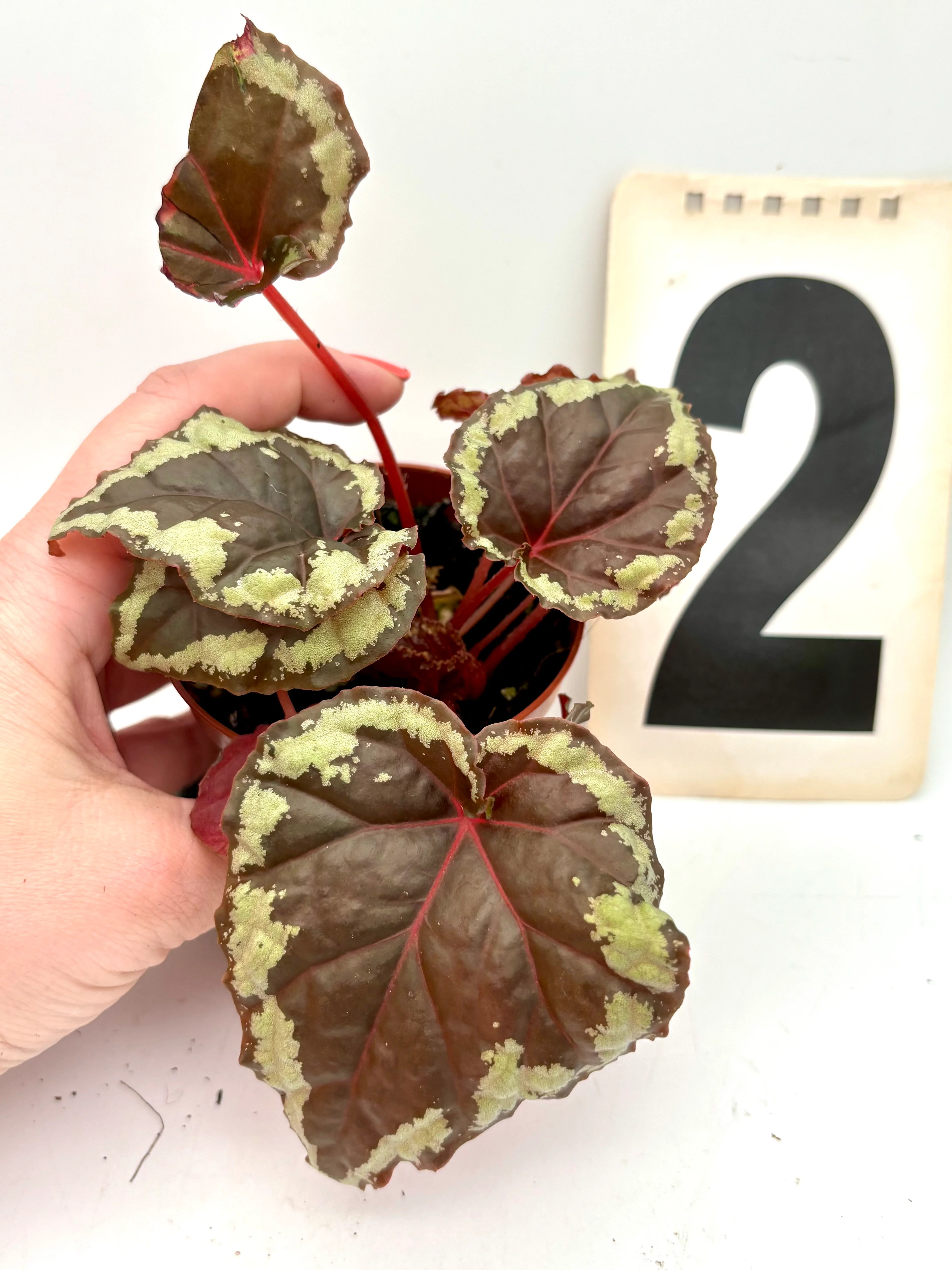 Begonia Ignita - Image 2