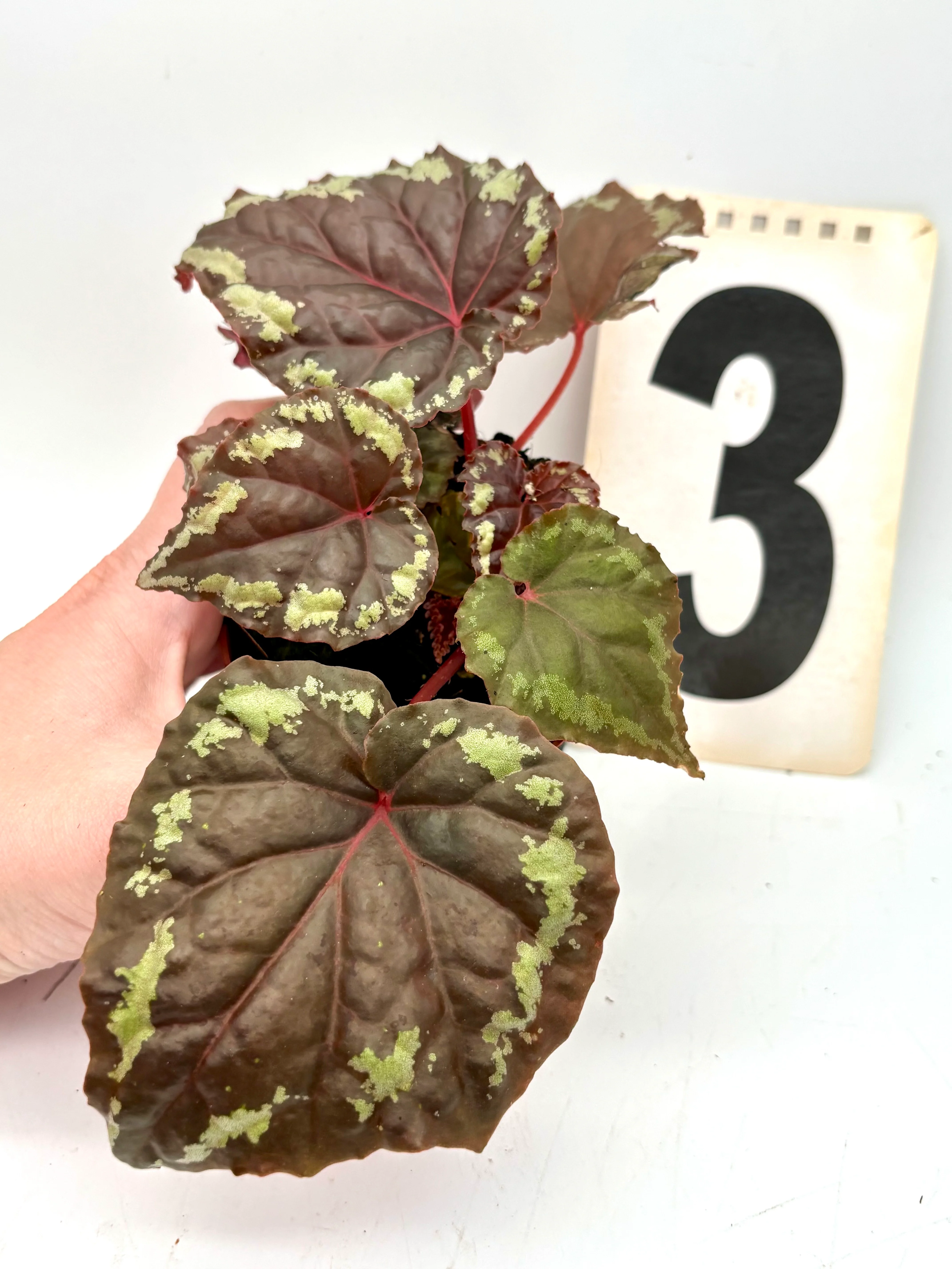 Begonia Ignita - Image 3