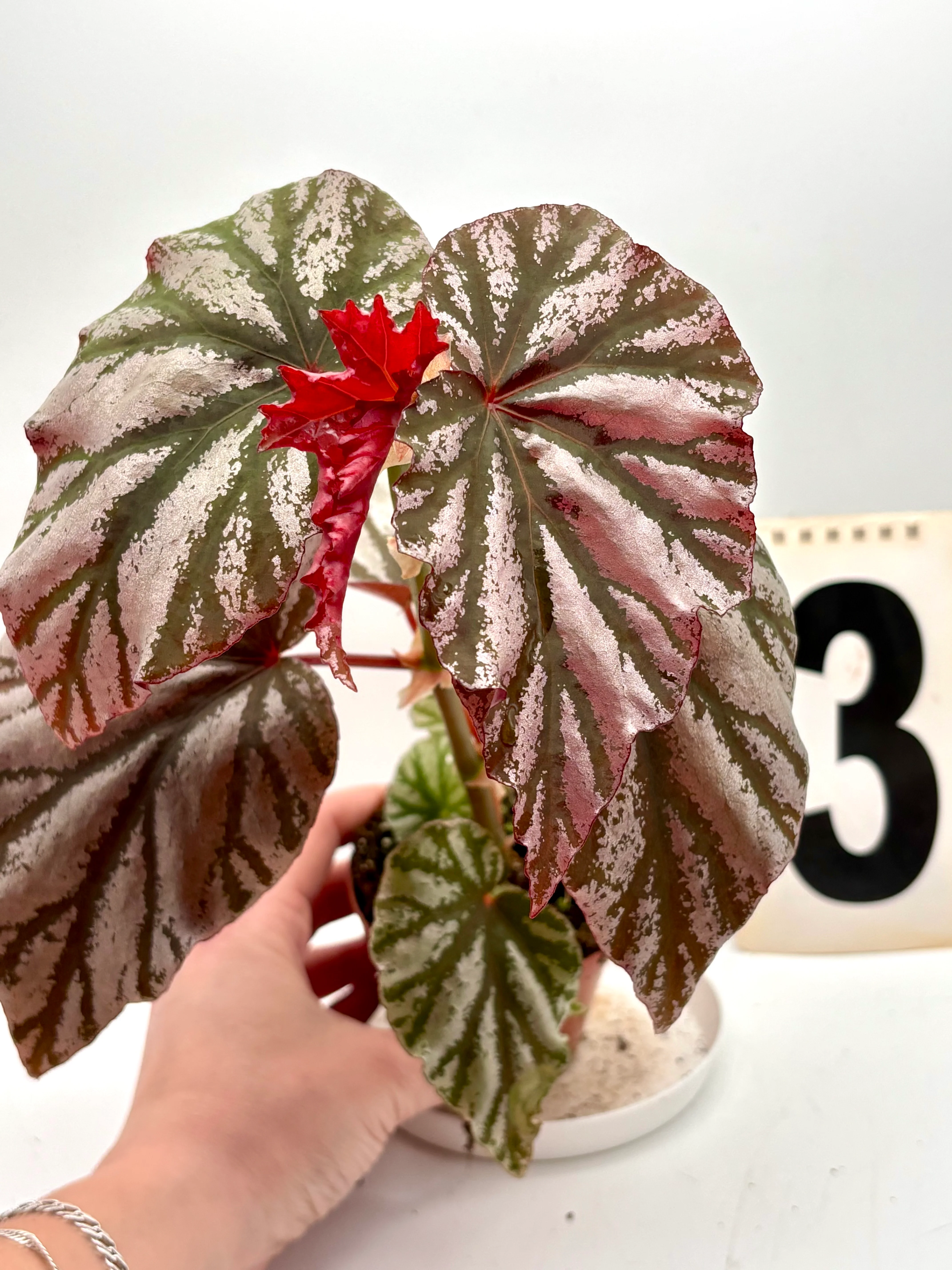 Begonia Looking Glass - Image 3