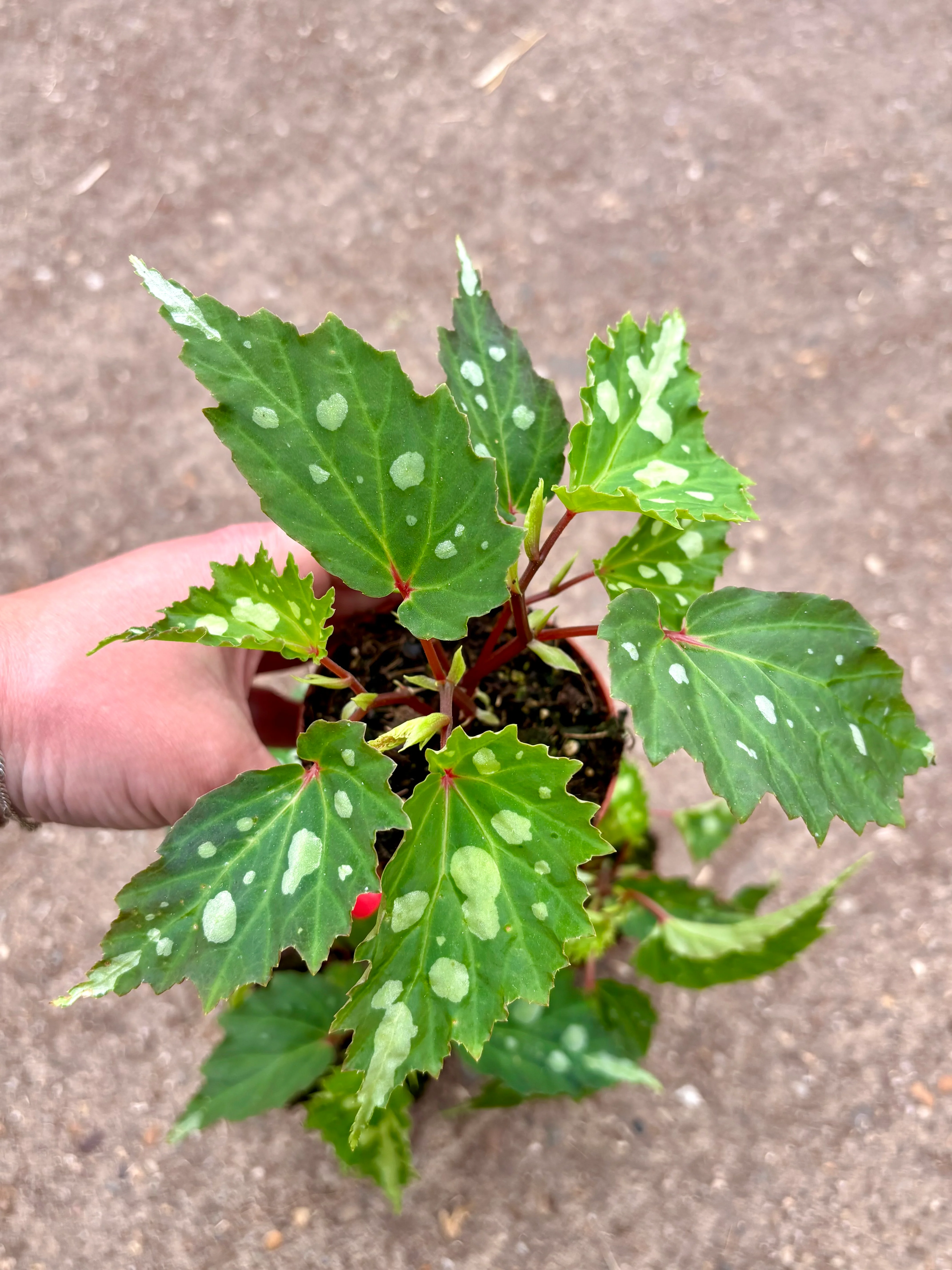 Begonia Mantuk