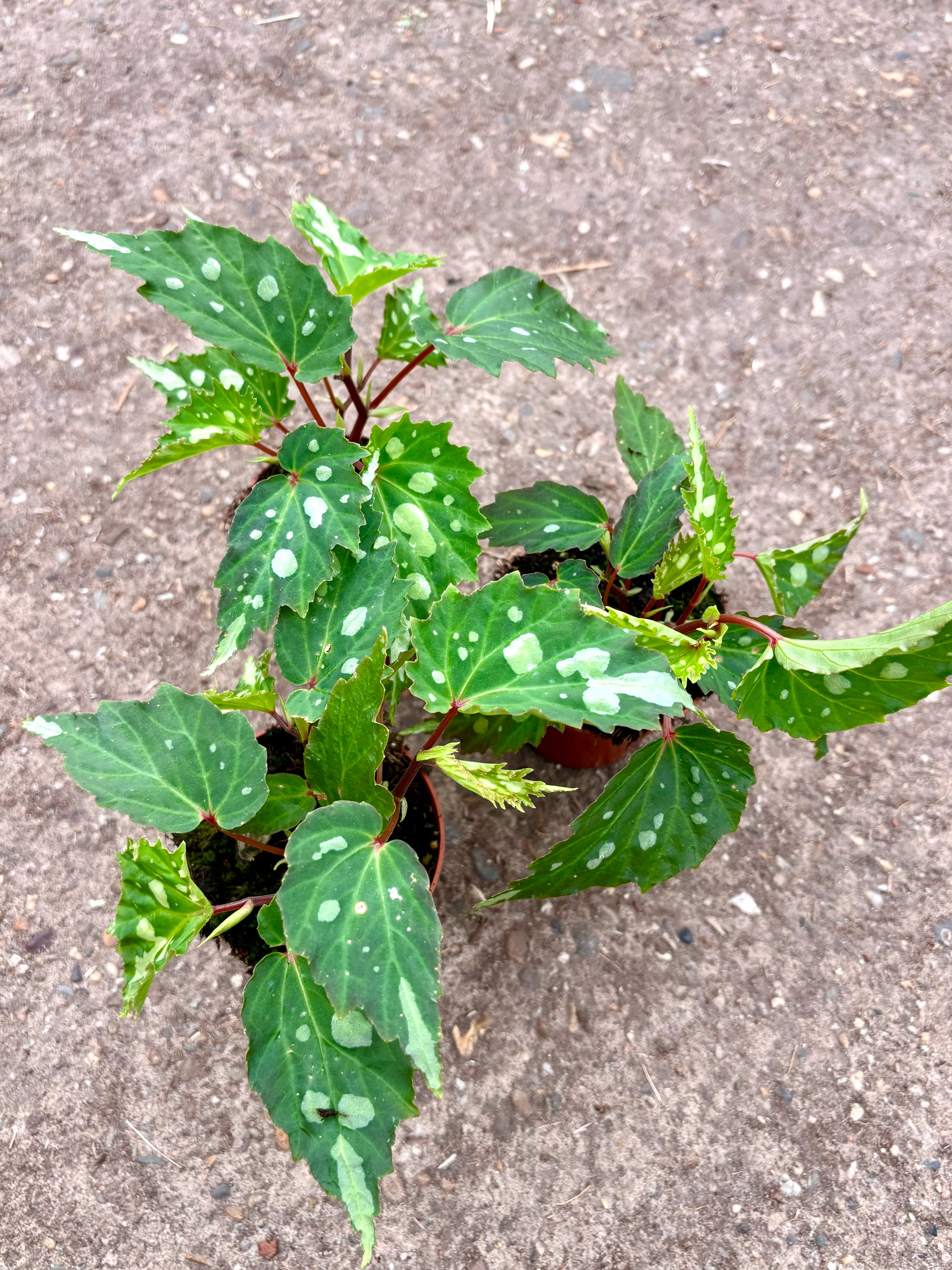 Begonia Mantuk - Image 2