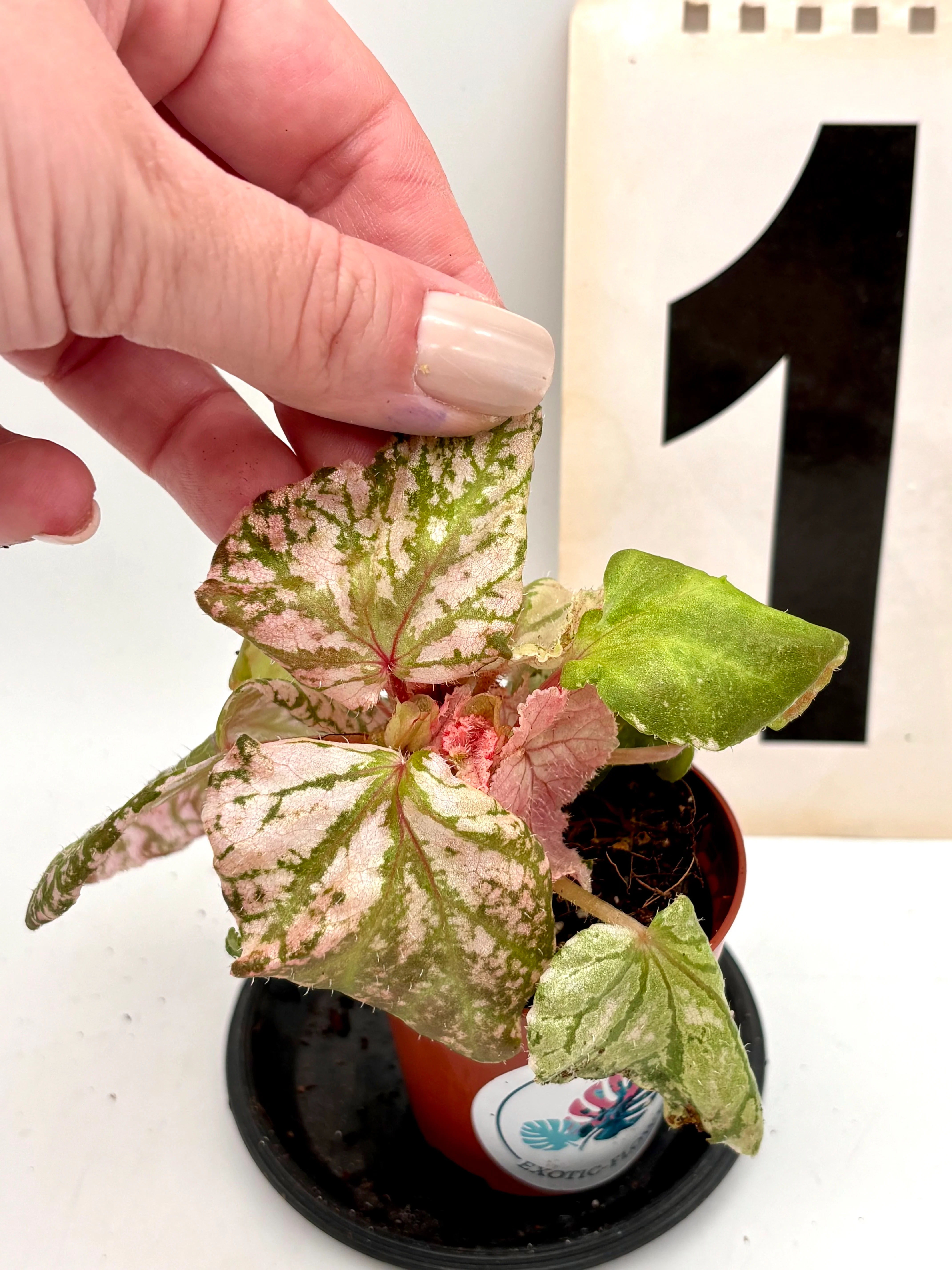 Begonia Midnight Sun