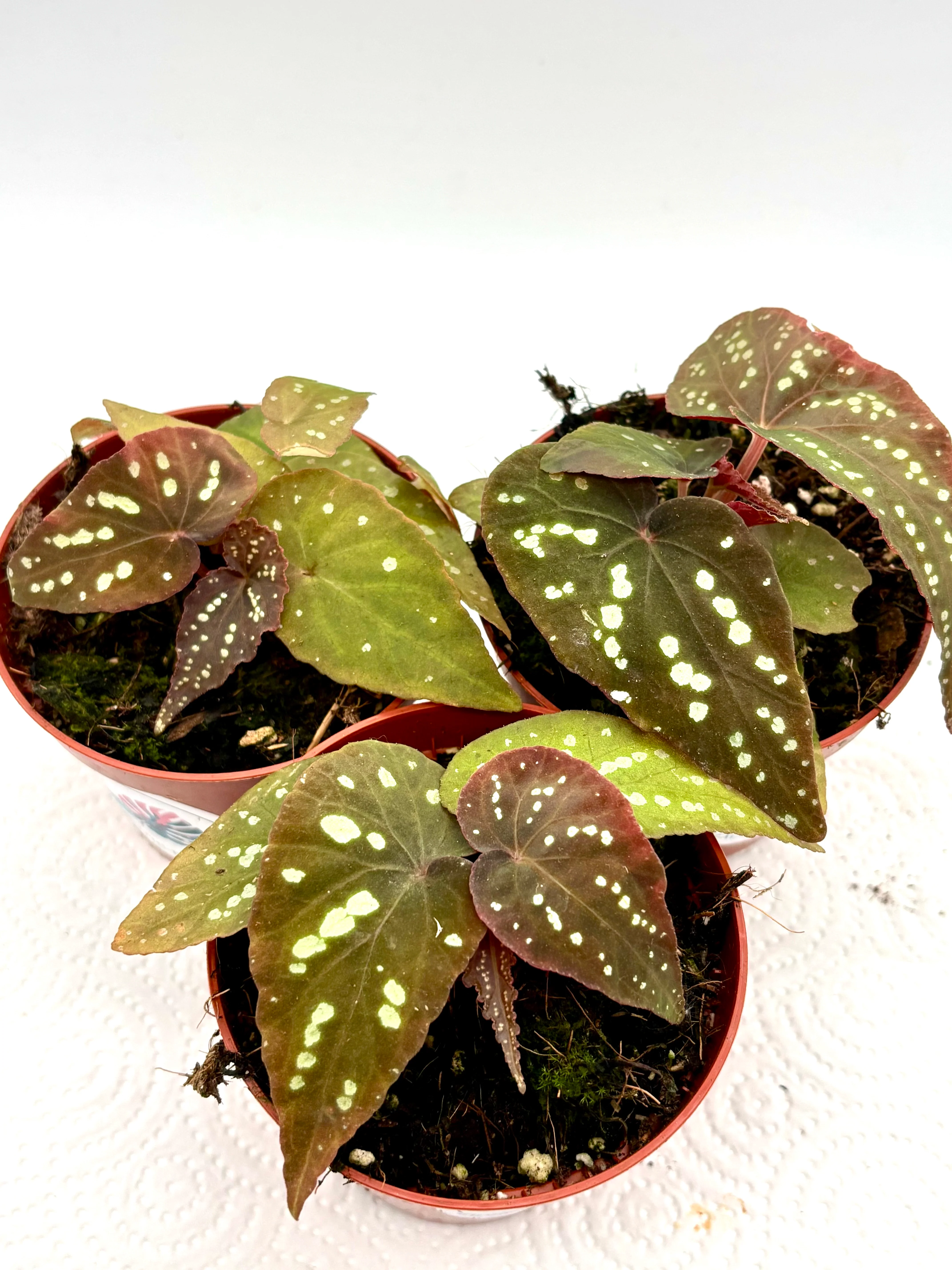 Begonia Pandora