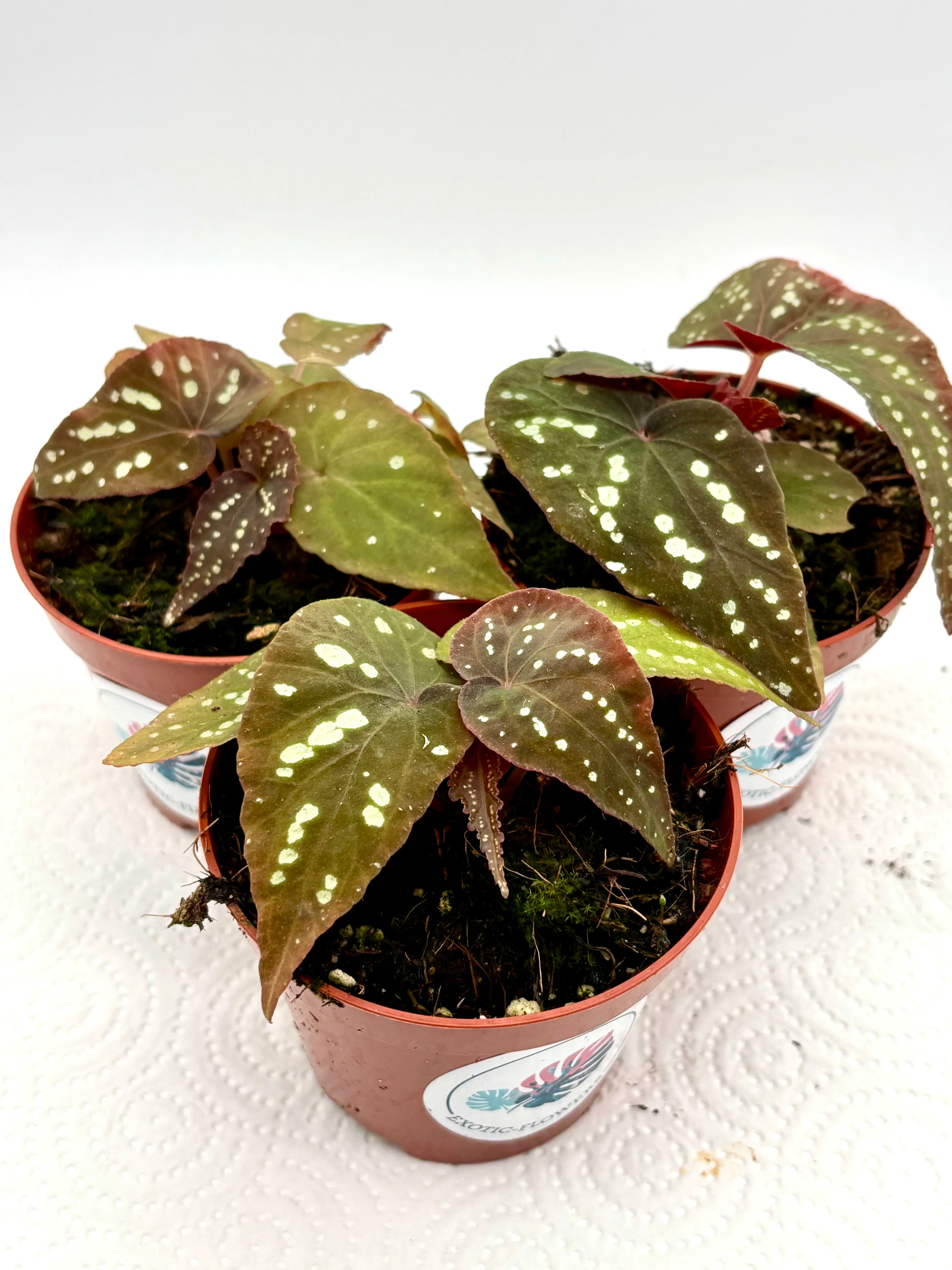 Begonia Pandora - Image 2