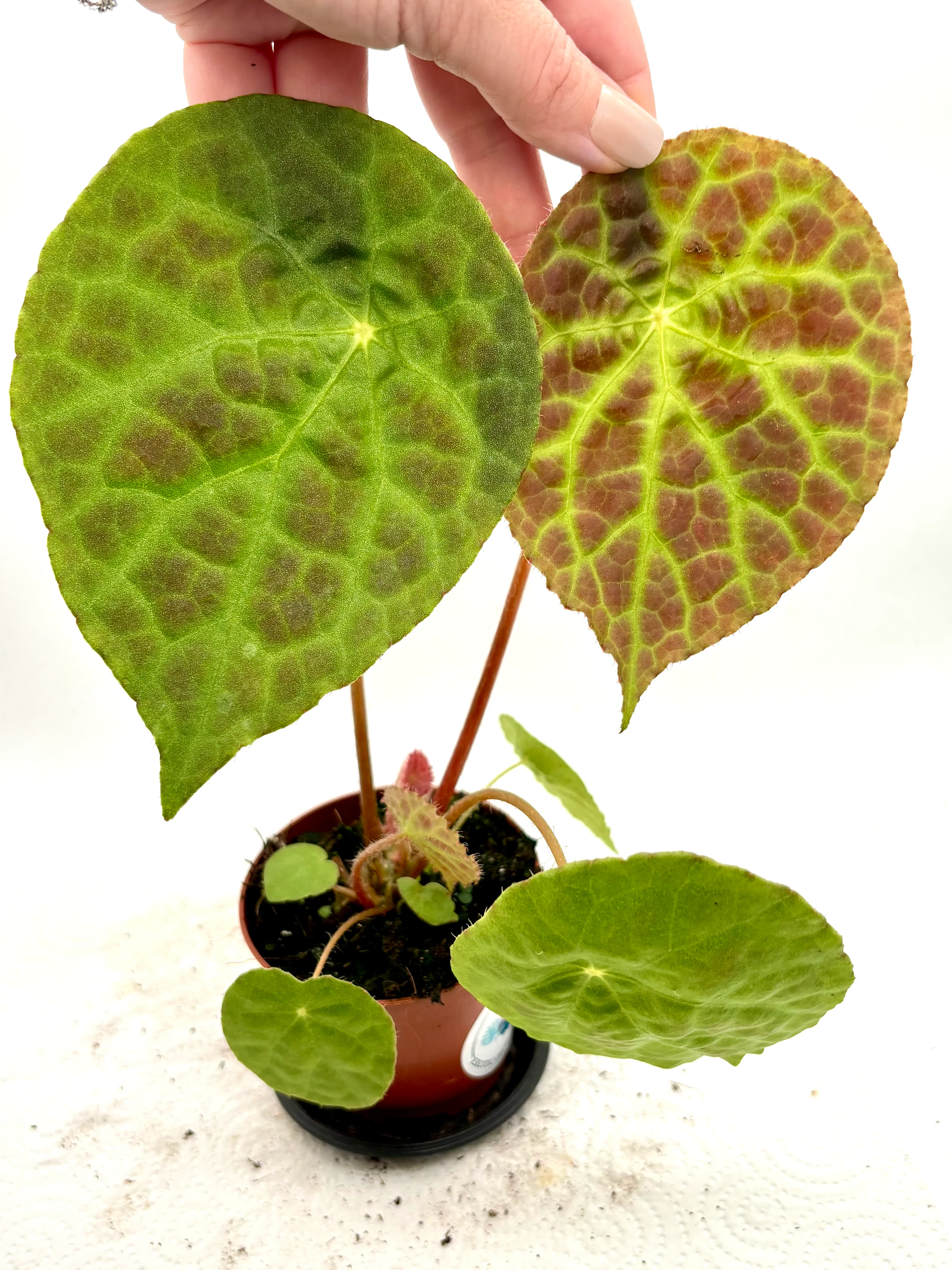 Begonia Phuthoensis