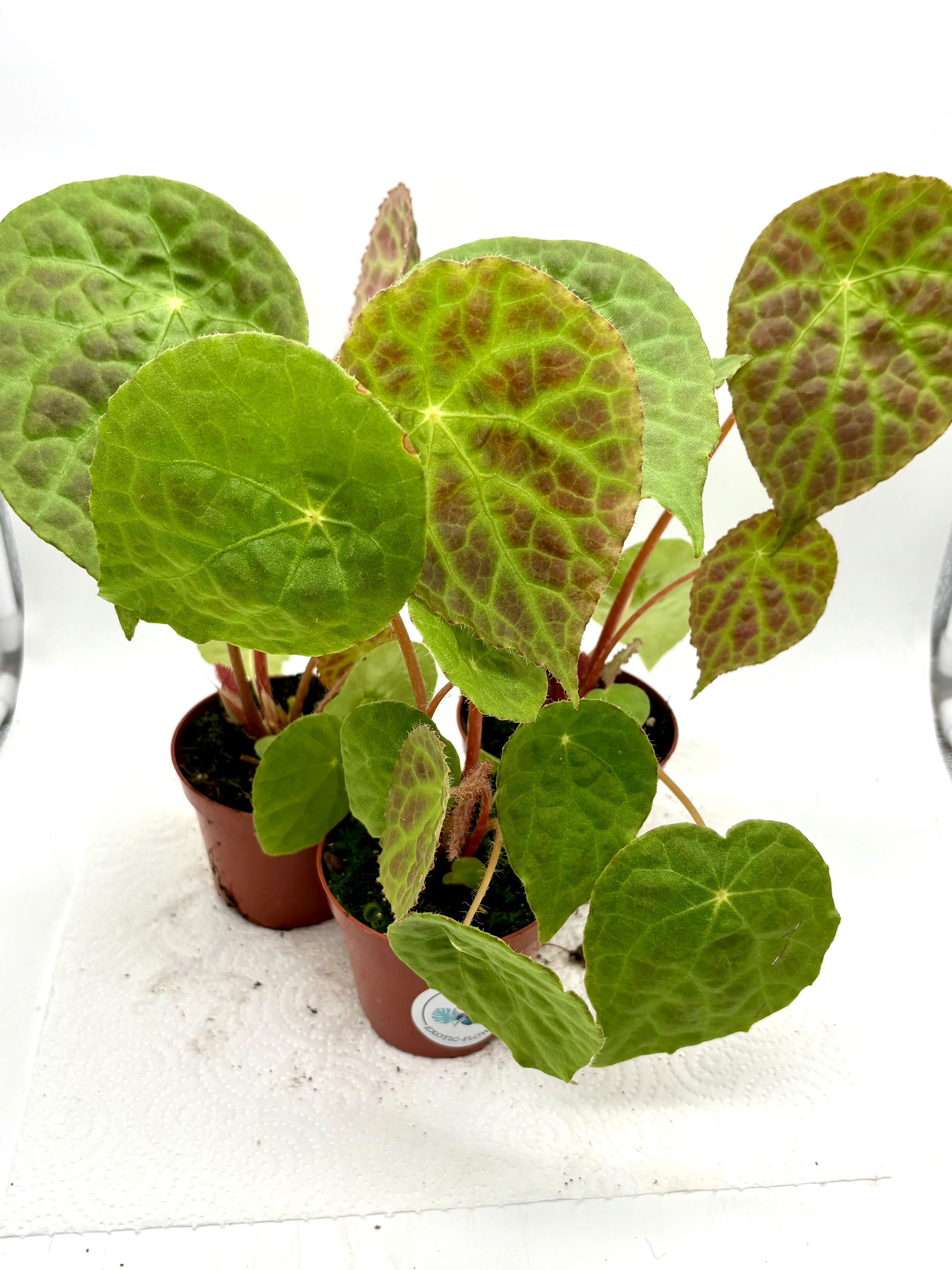 Begonia Phuthoensis - Image 2