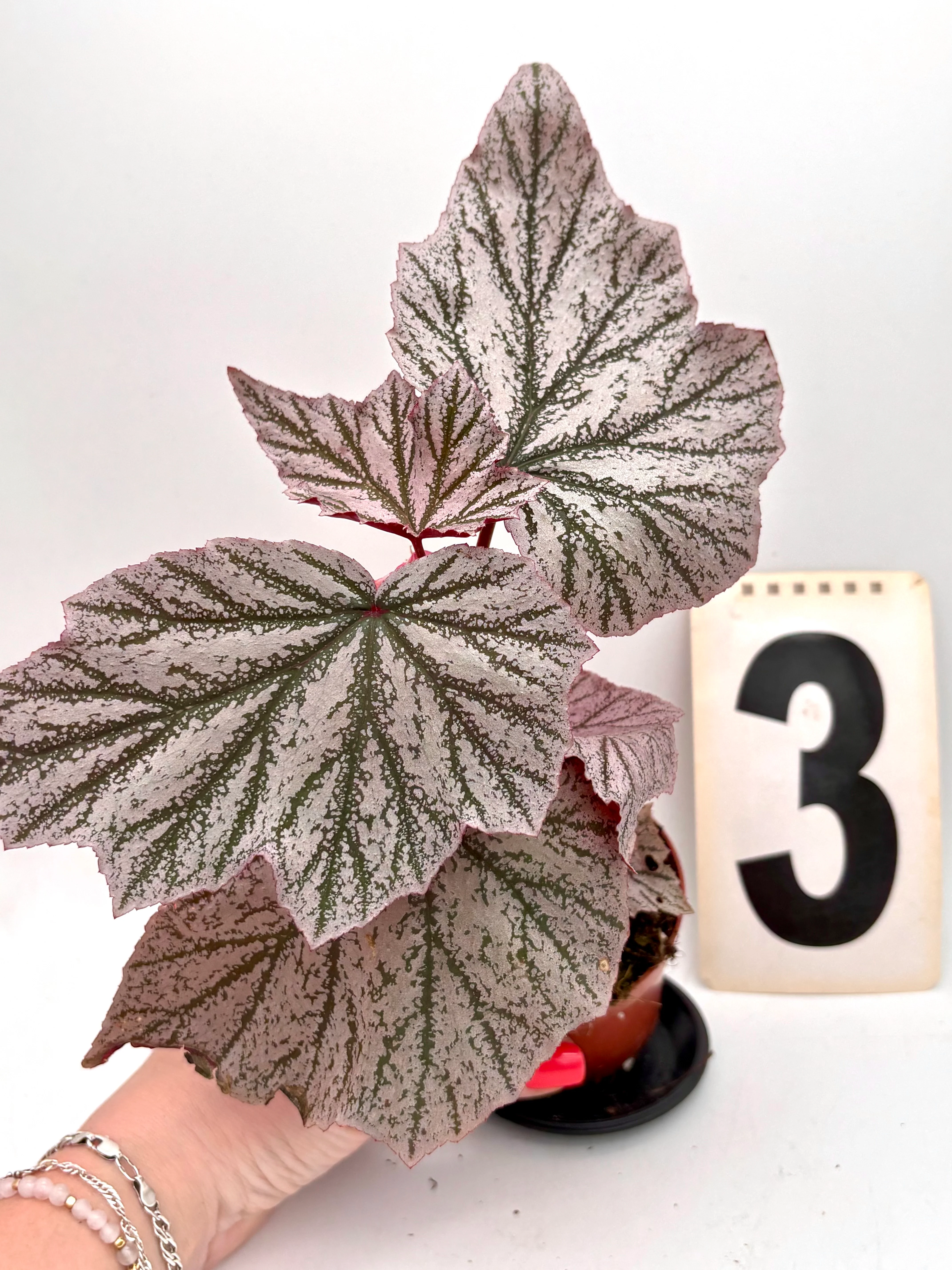 Begonia Pink Minx - Image 3