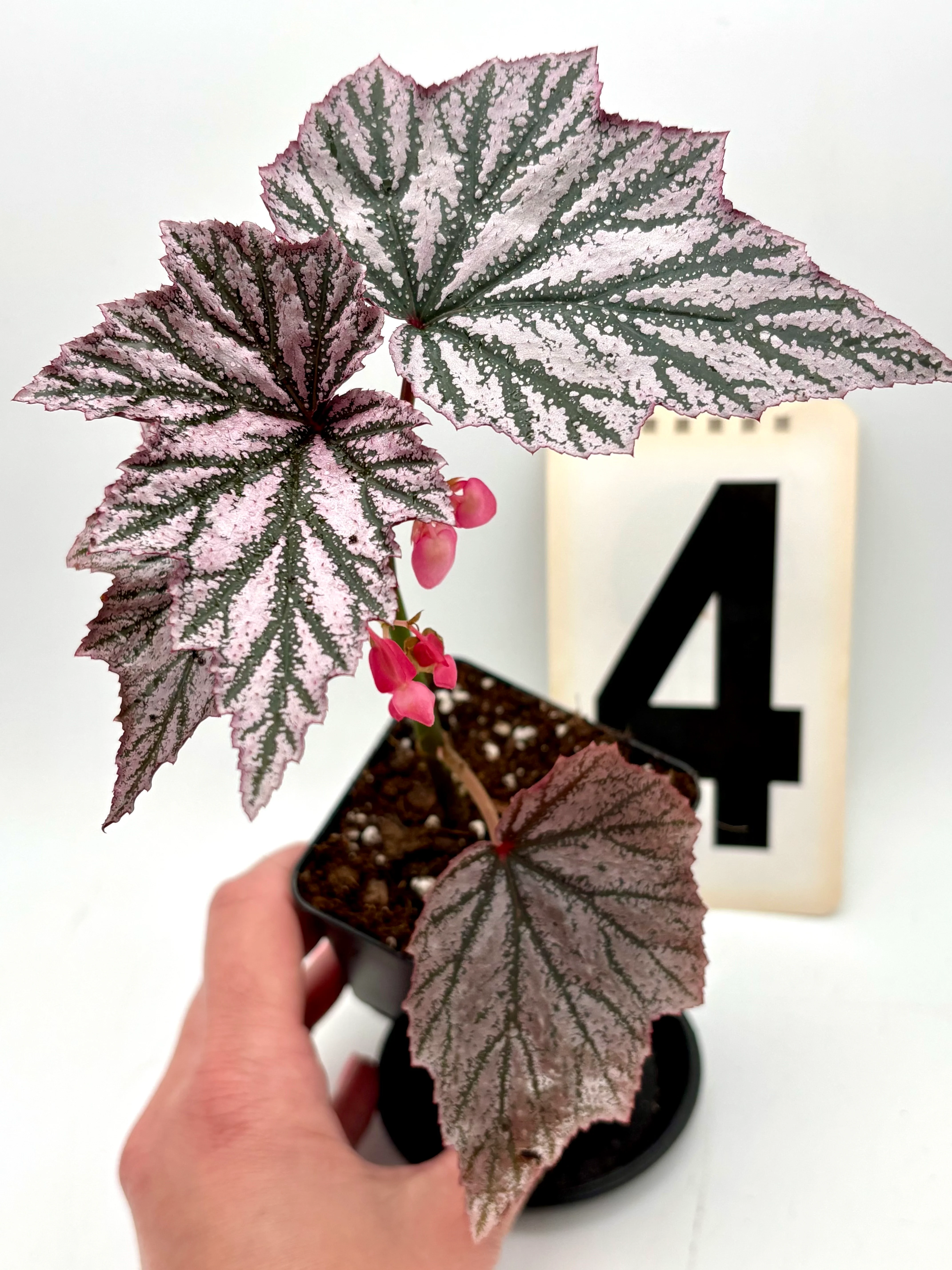Begonia Pink Minx - Image 4