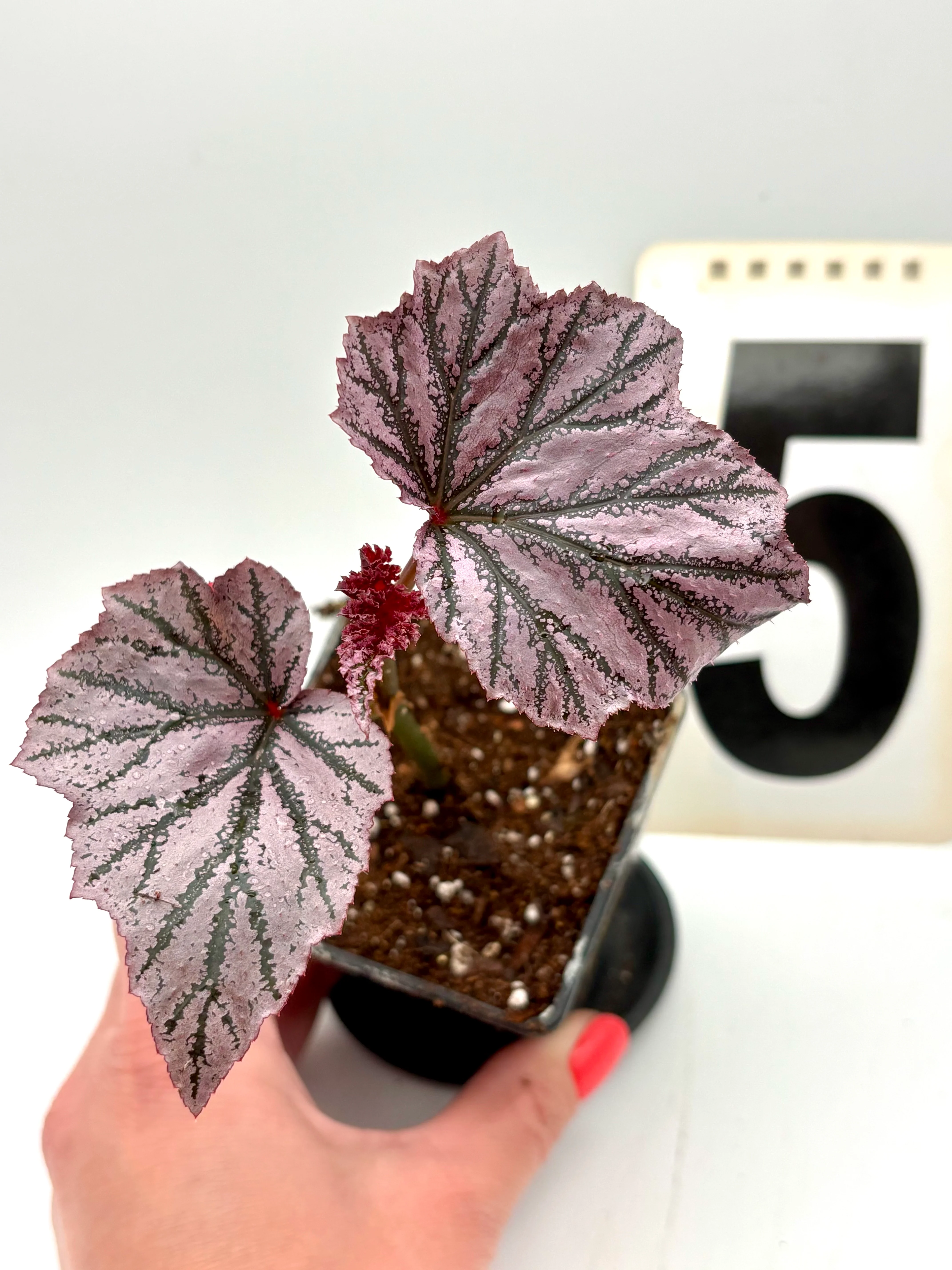 Begonia Pink Minx - Image 5