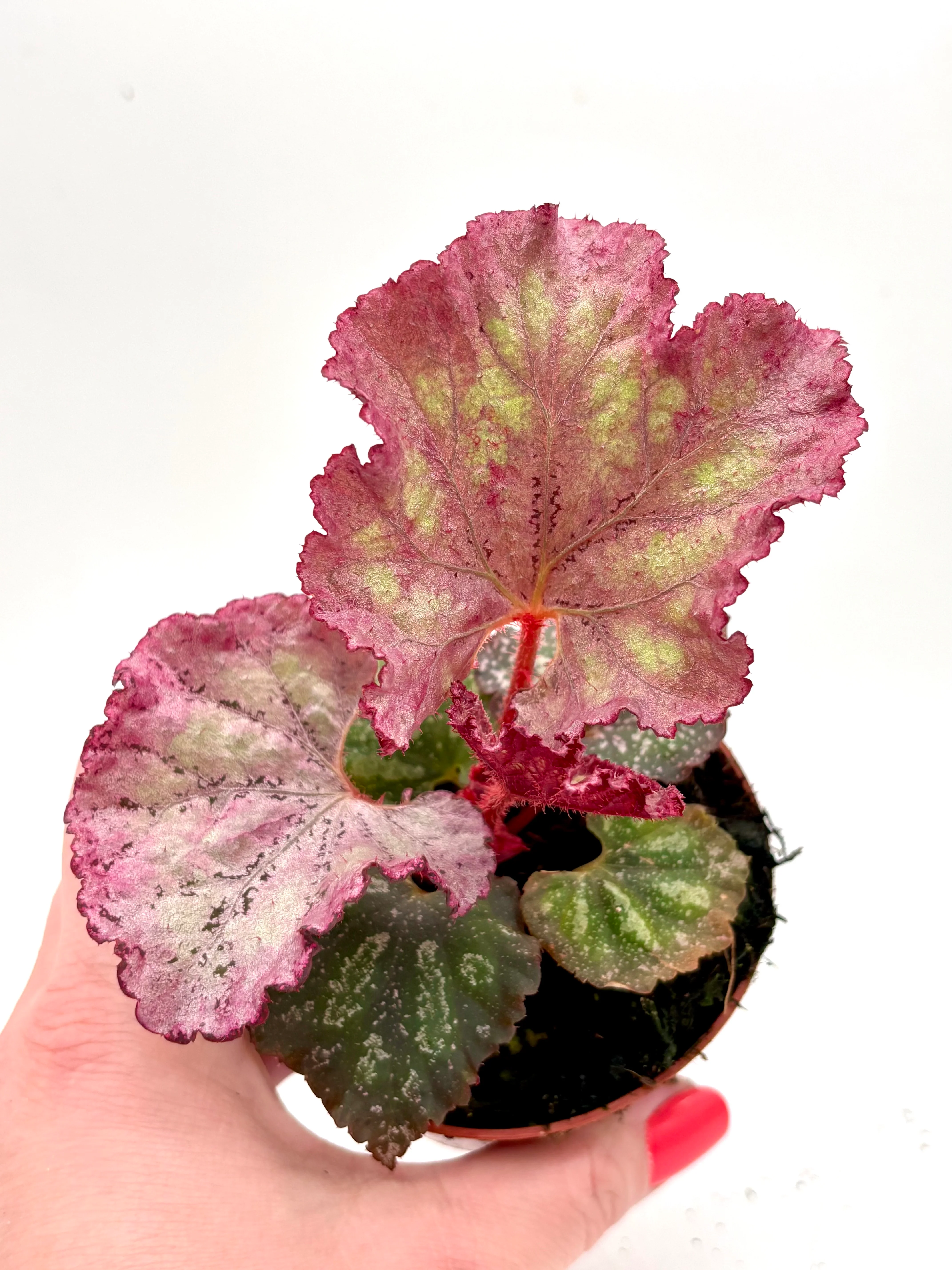 Begonia Pink Panther