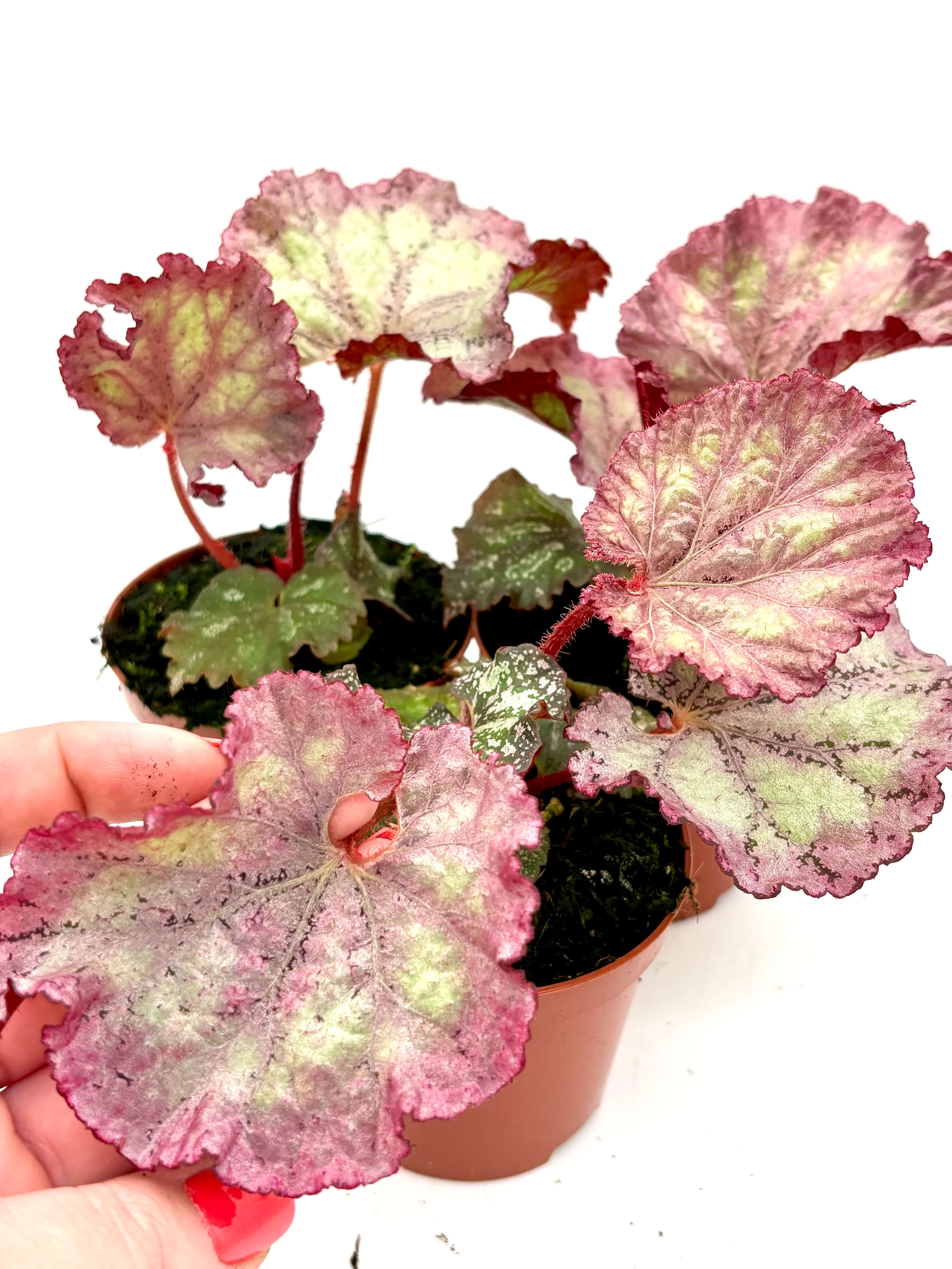 Begonia Pink Panther - Image 2