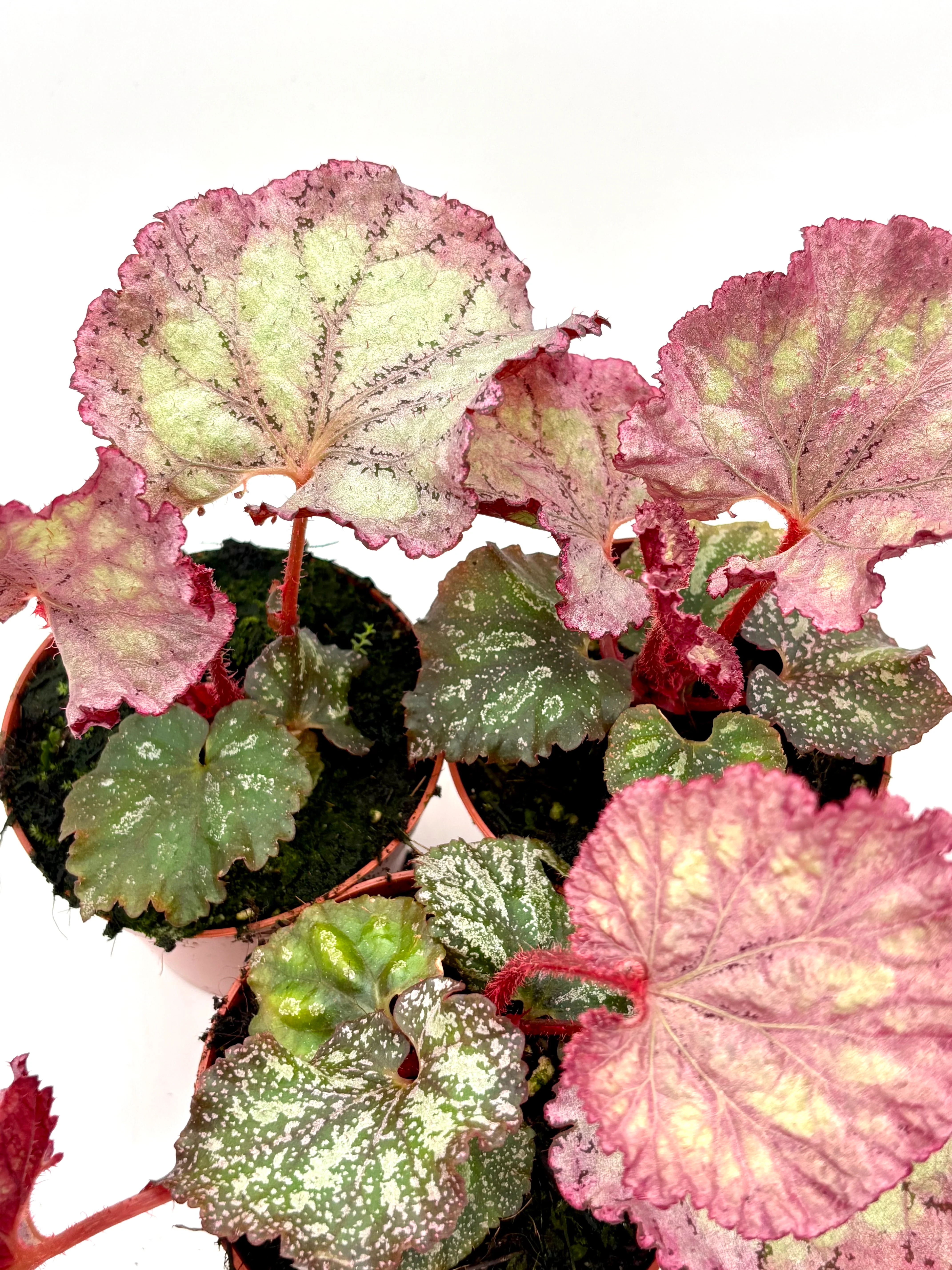 Begonia Pink Panther - Image 3