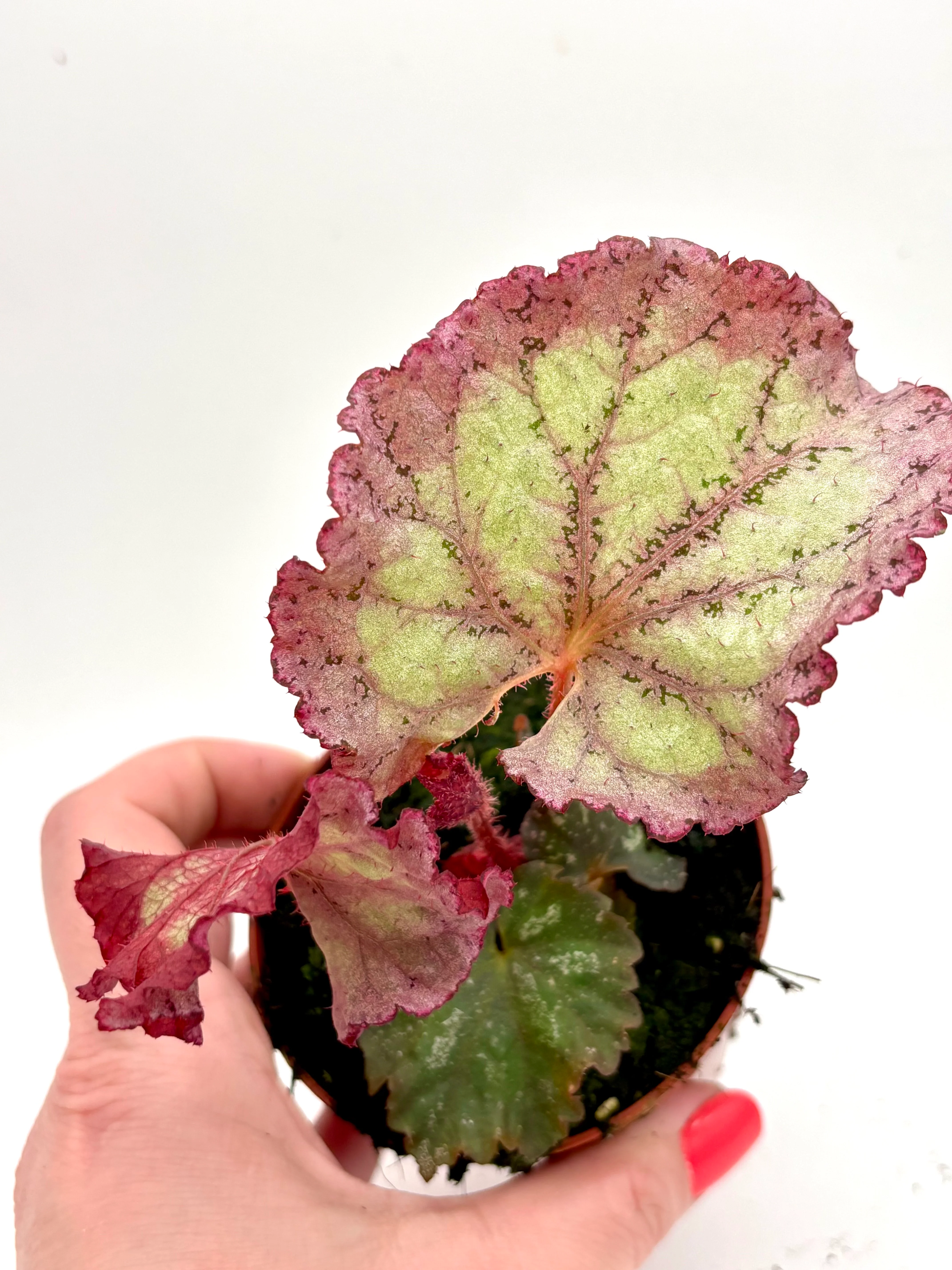 Begonia Pink Panther - Image 4