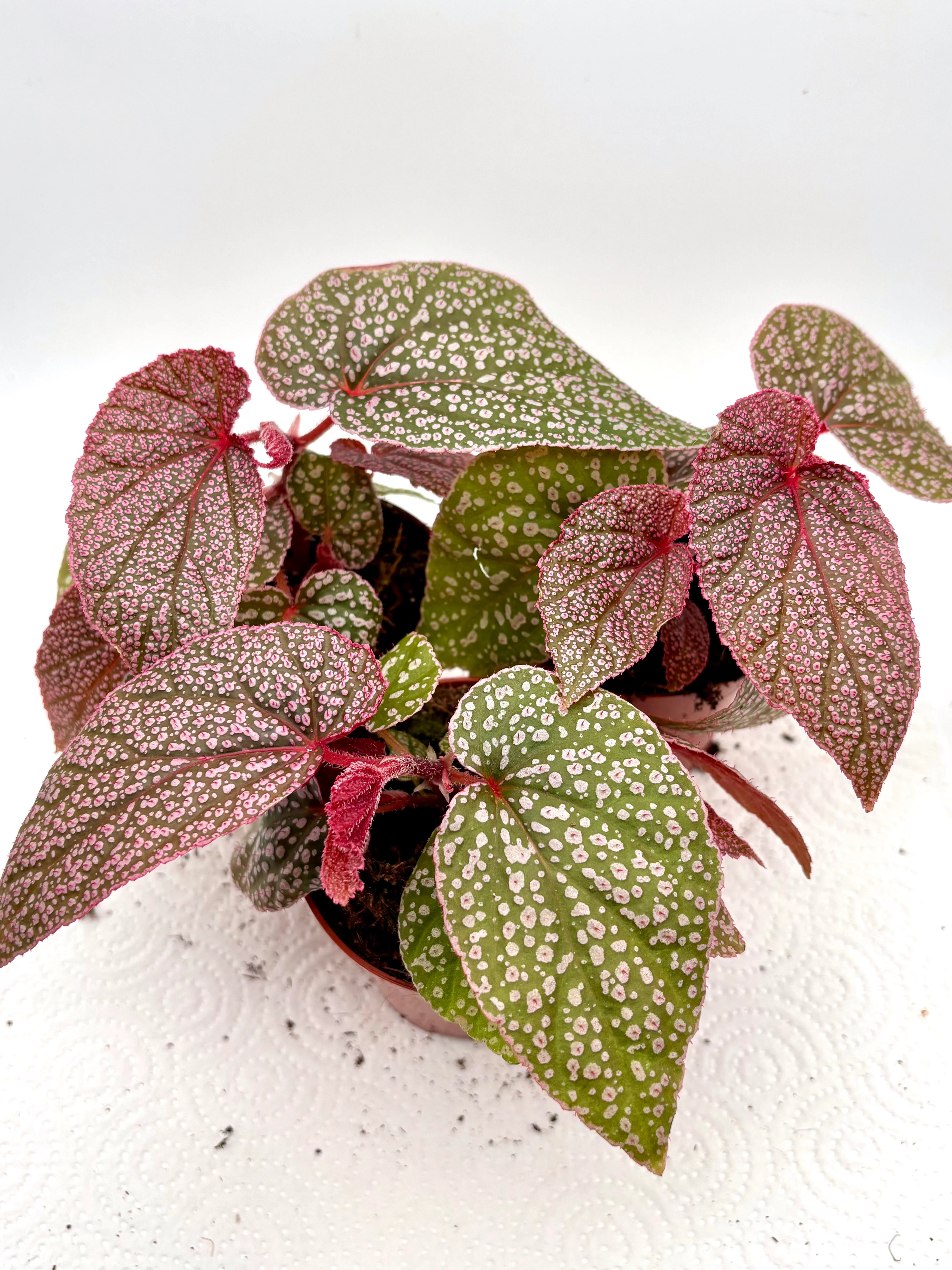 Begonia Pink Spot