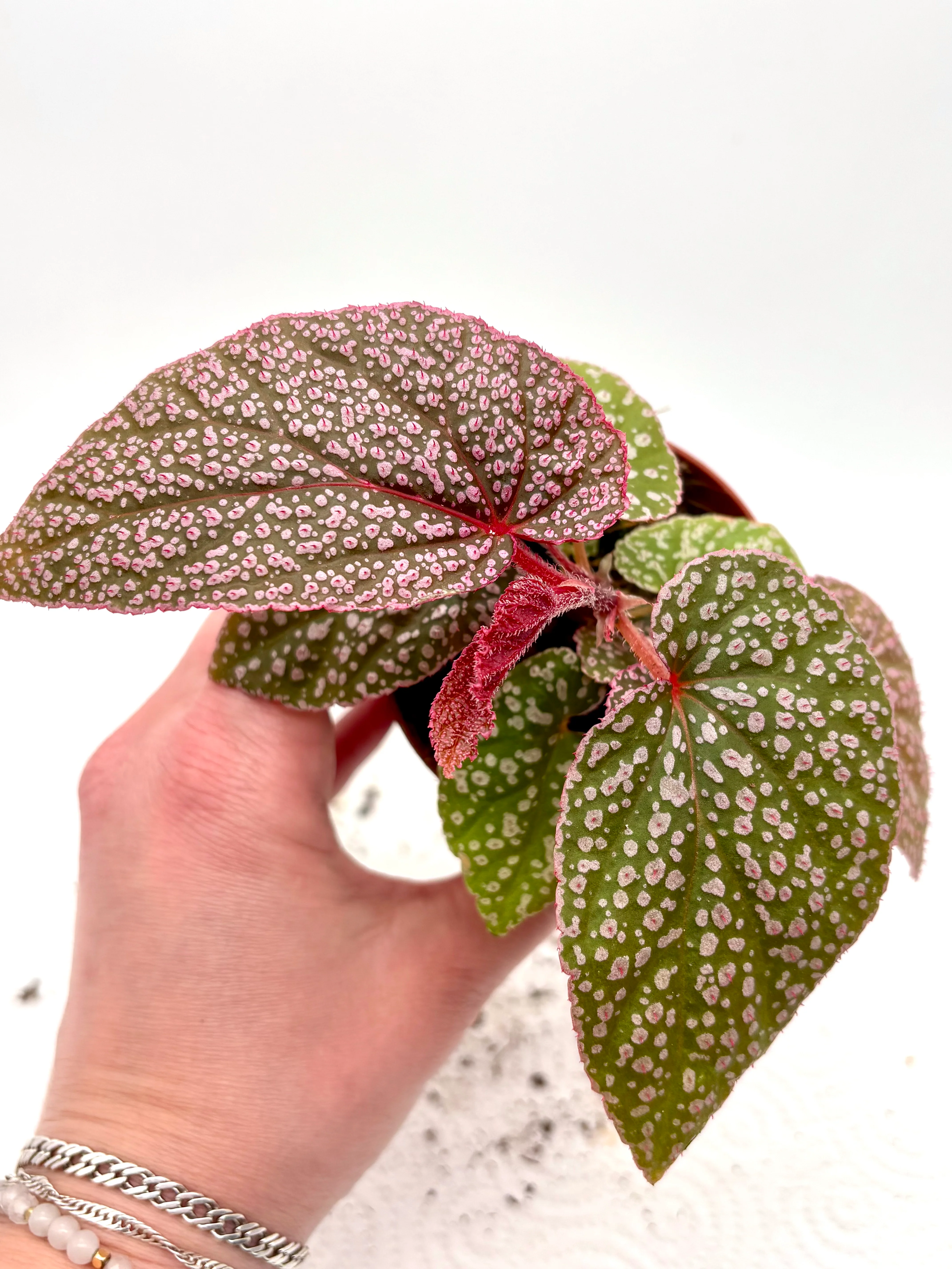 Begonia Pink Spot - Image 2