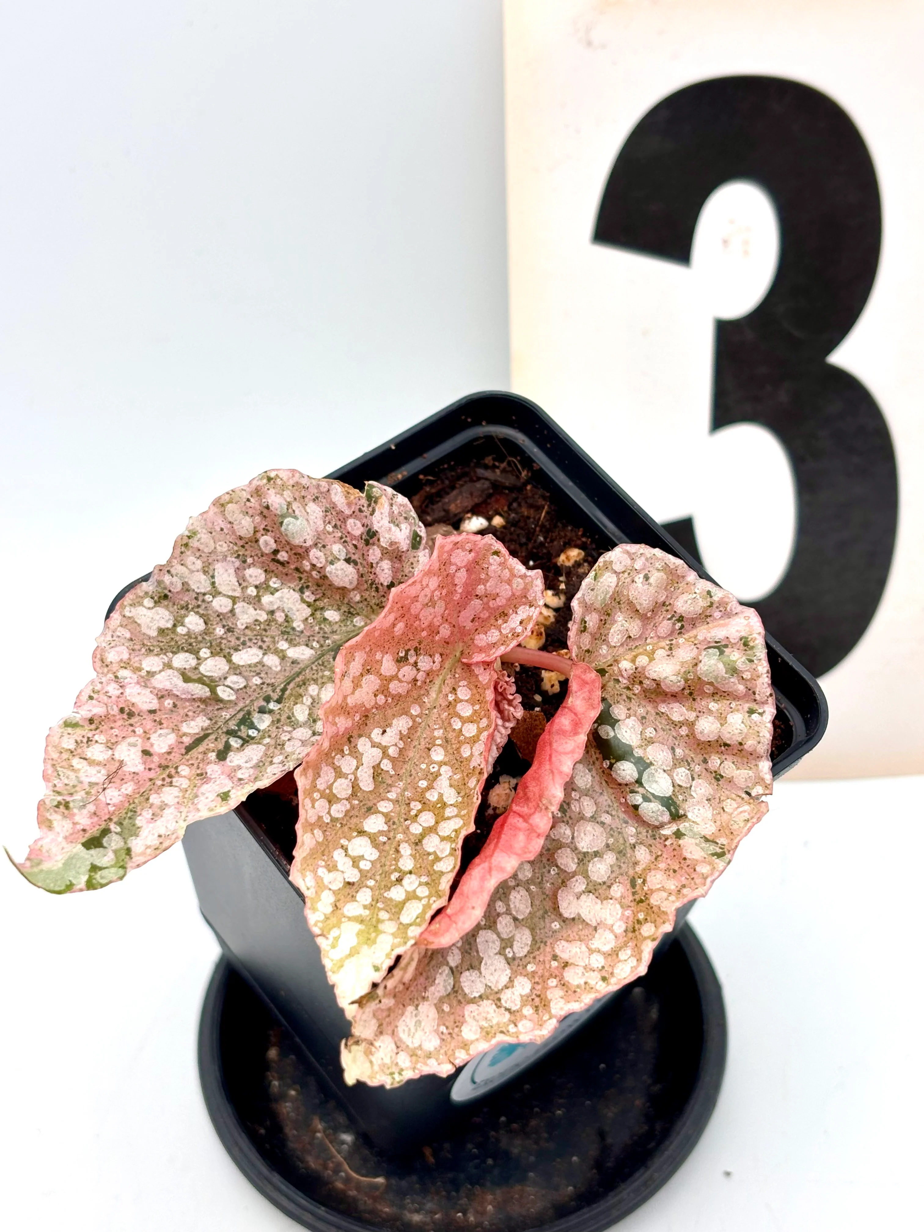 Begonia Snowcap Variegata - Image 3