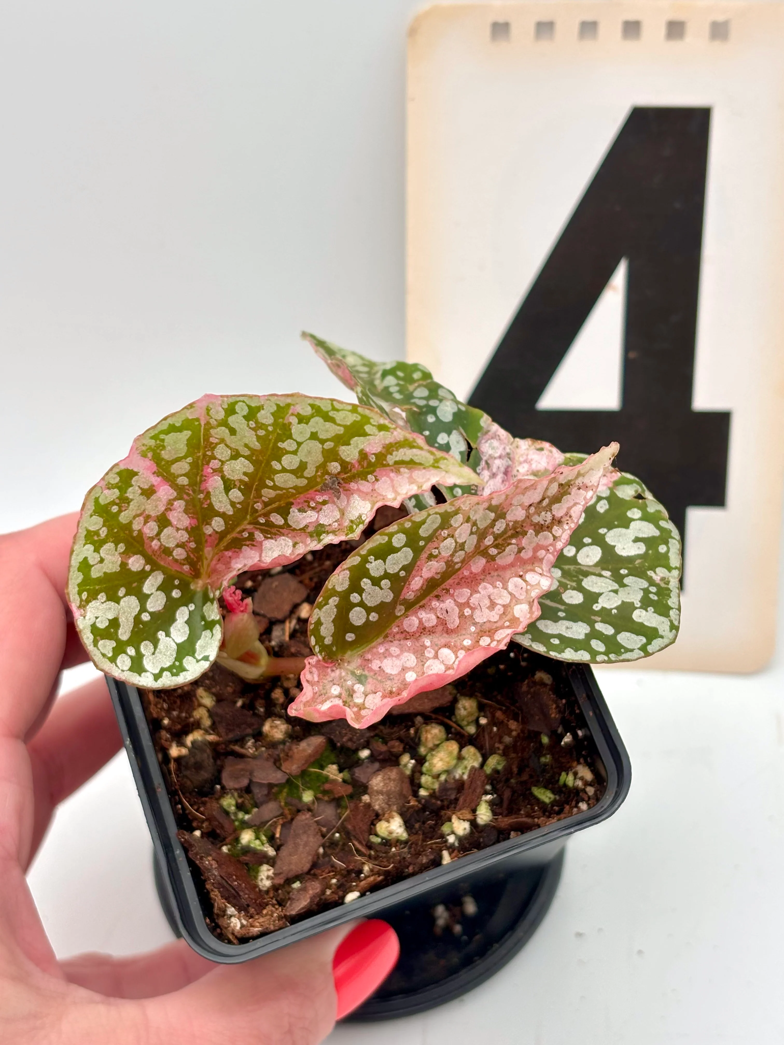 Begonia Snowcap Variegata - Image 4