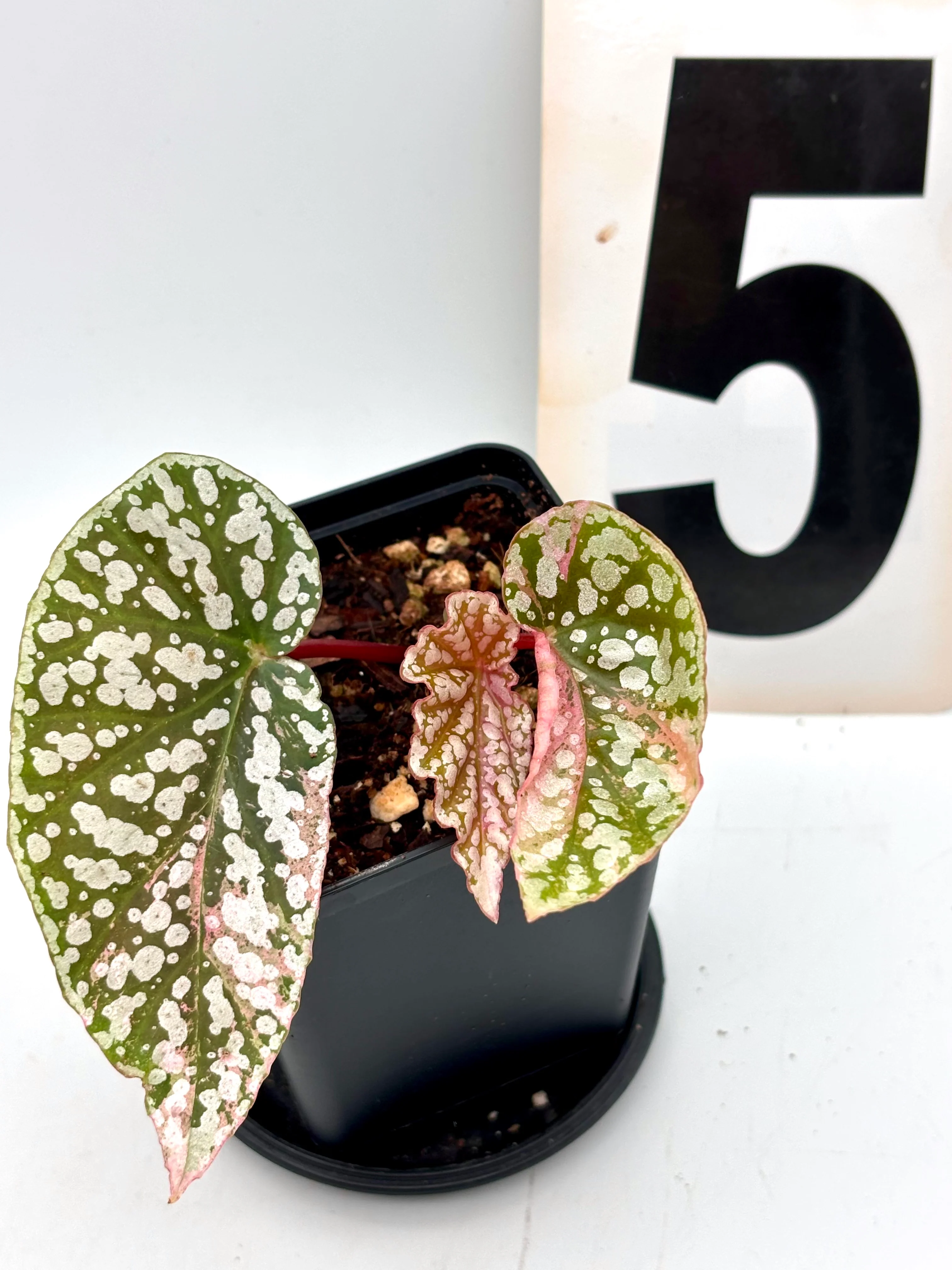 Begonia Snowcap Variegata - Image 5