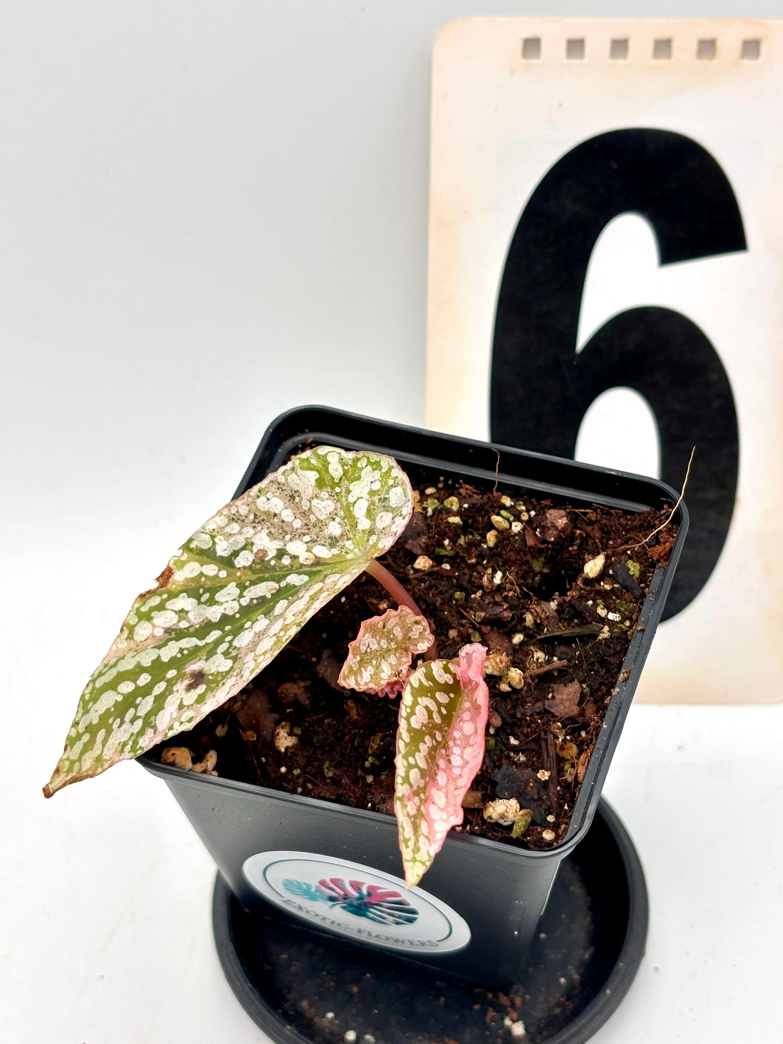 Begonia Snowcap Variegata - Image 6