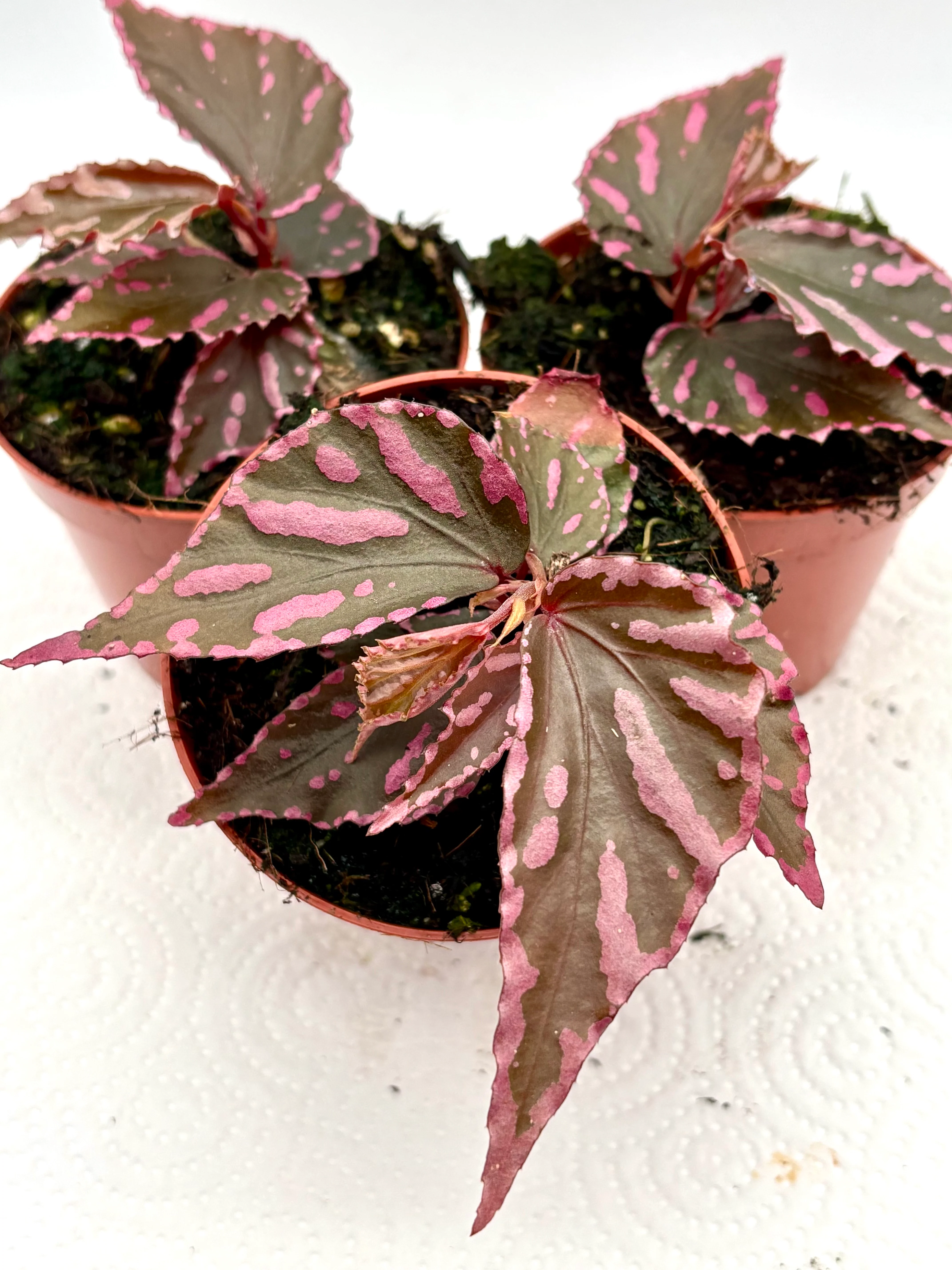 Begonia sp. Julau