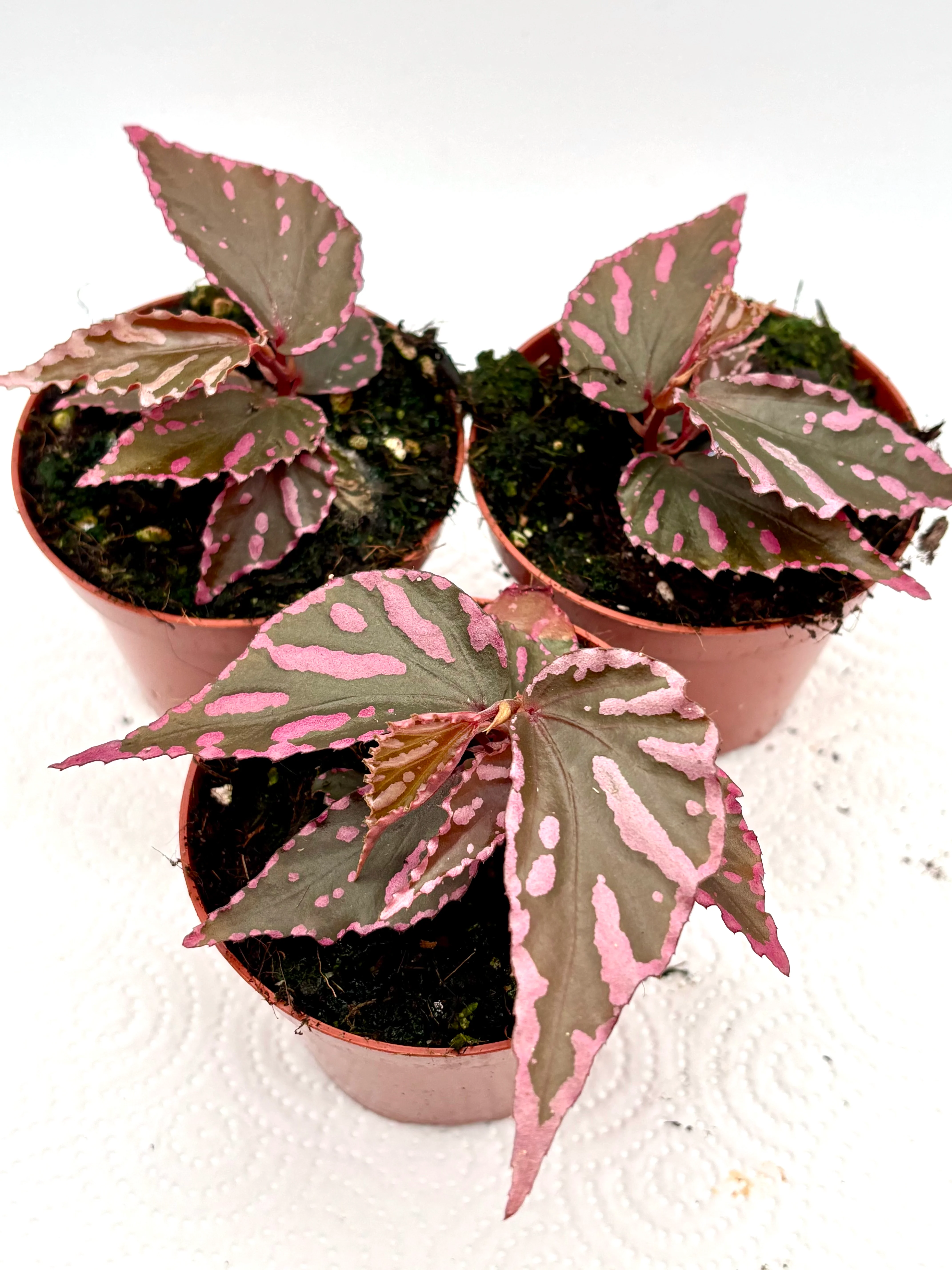 Begonia sp. Julau - Image 2