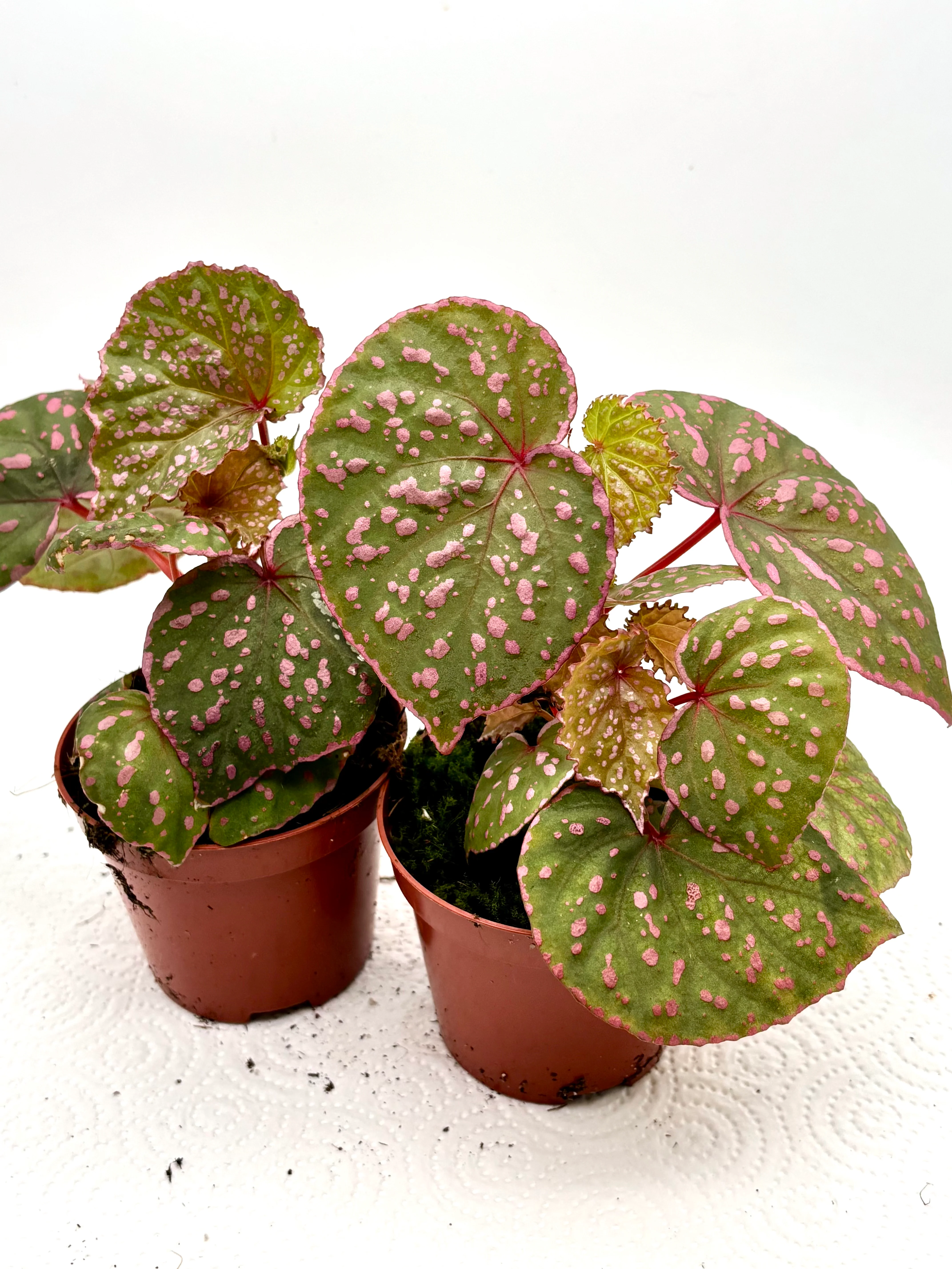 Begonia sp. Muara Wahau