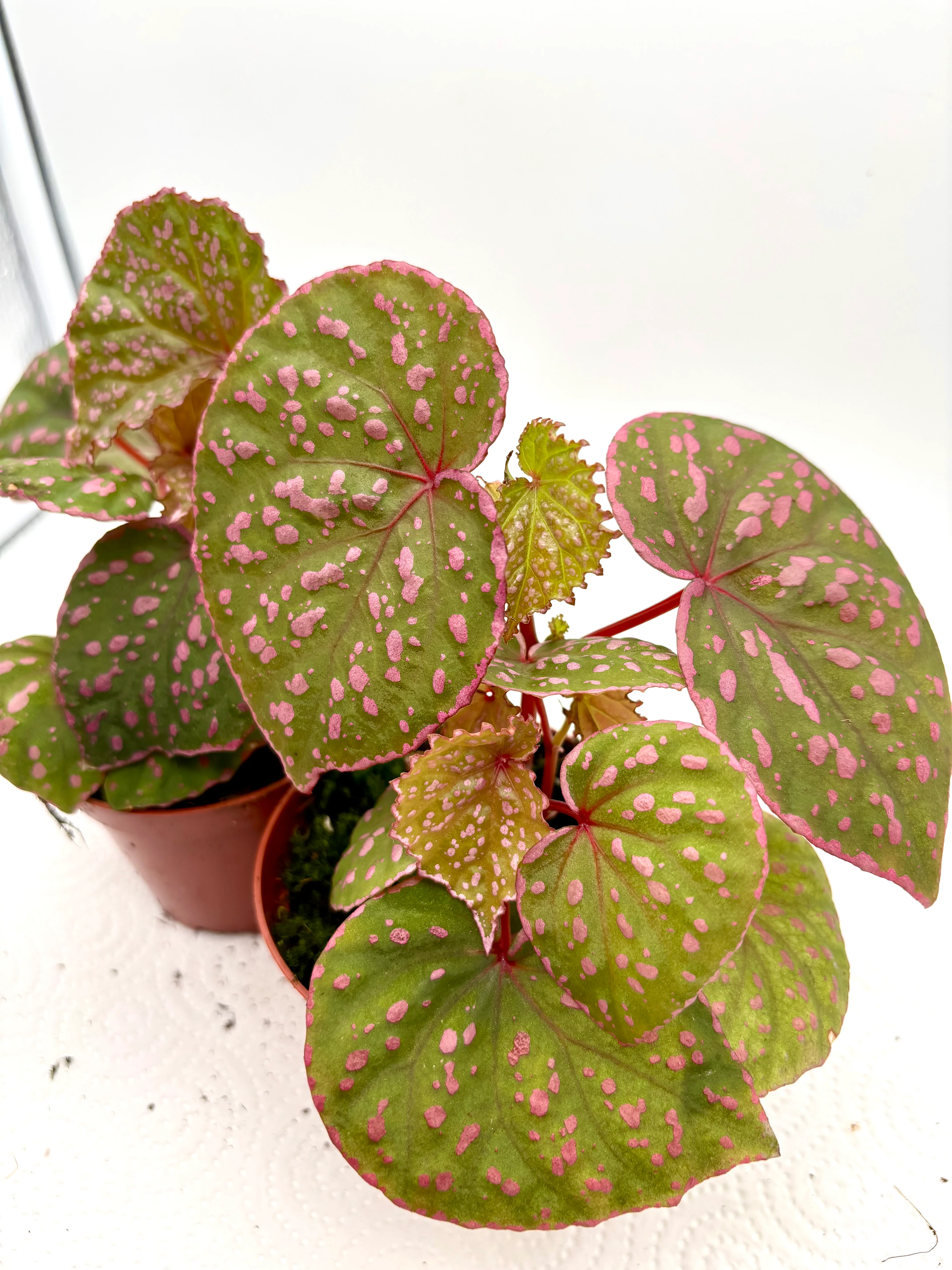 Begonia sp. Muara Wahau - Image 2
