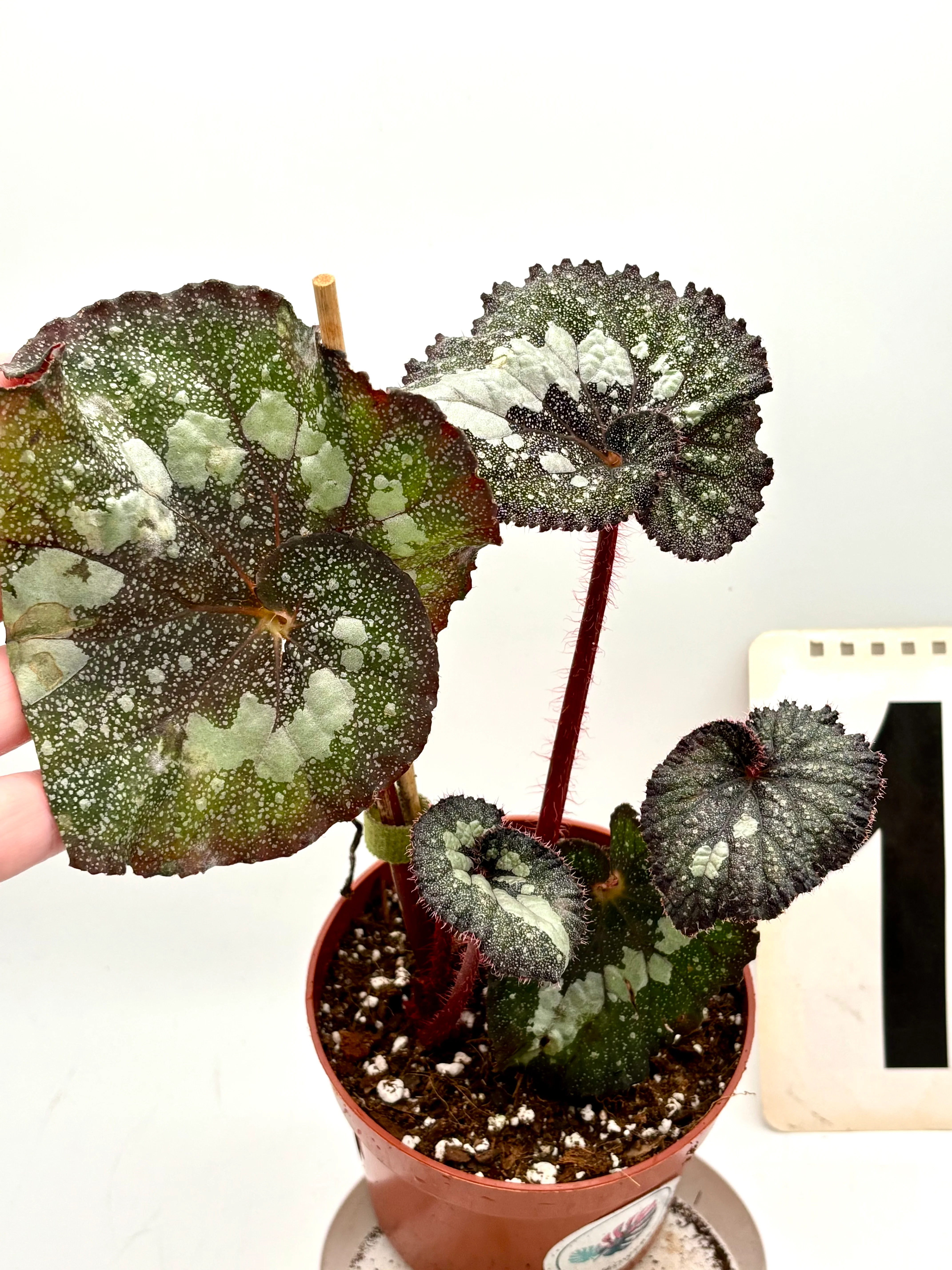 Begonia Speckled