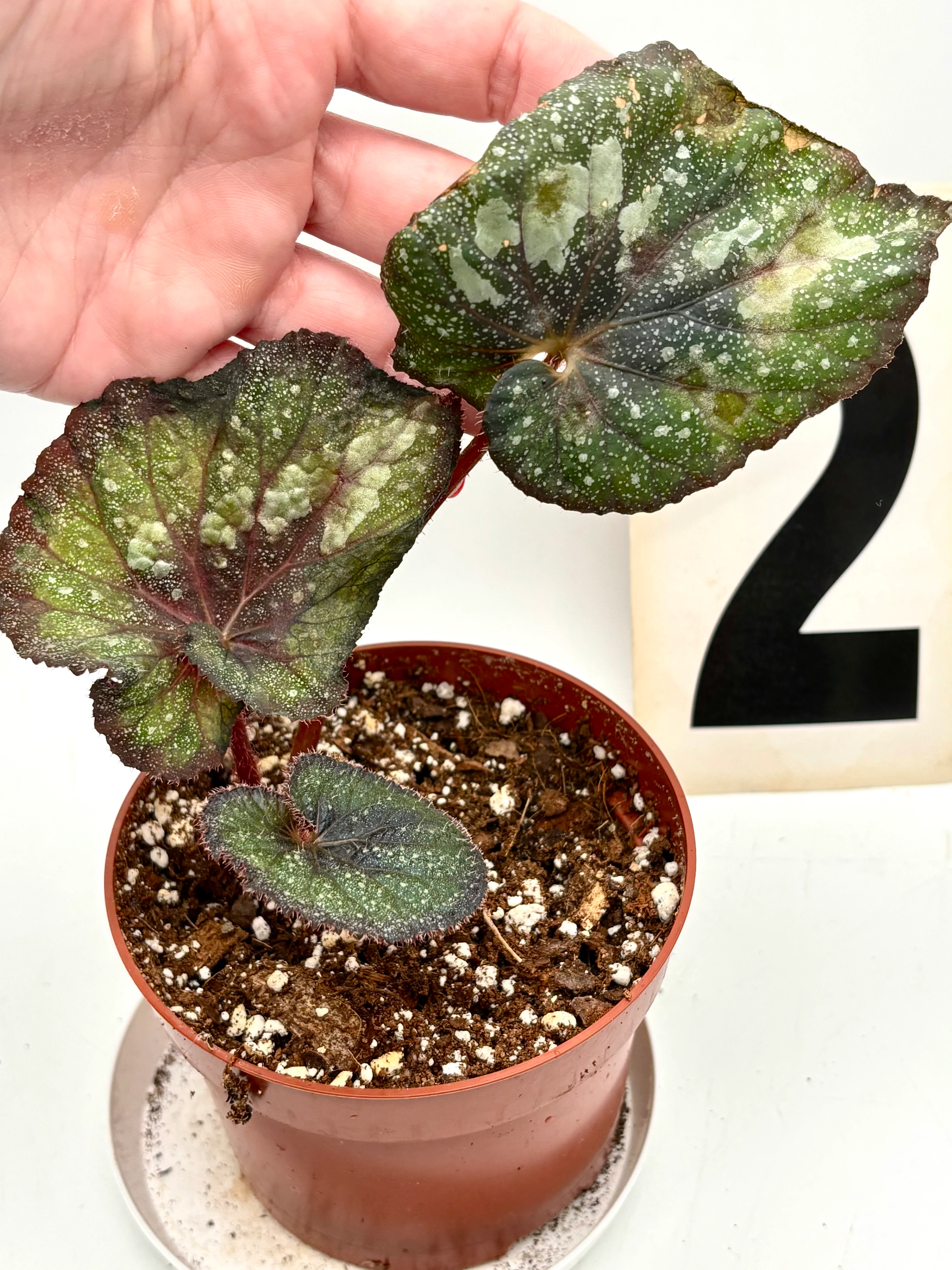 Begonia Speckled - Image 2