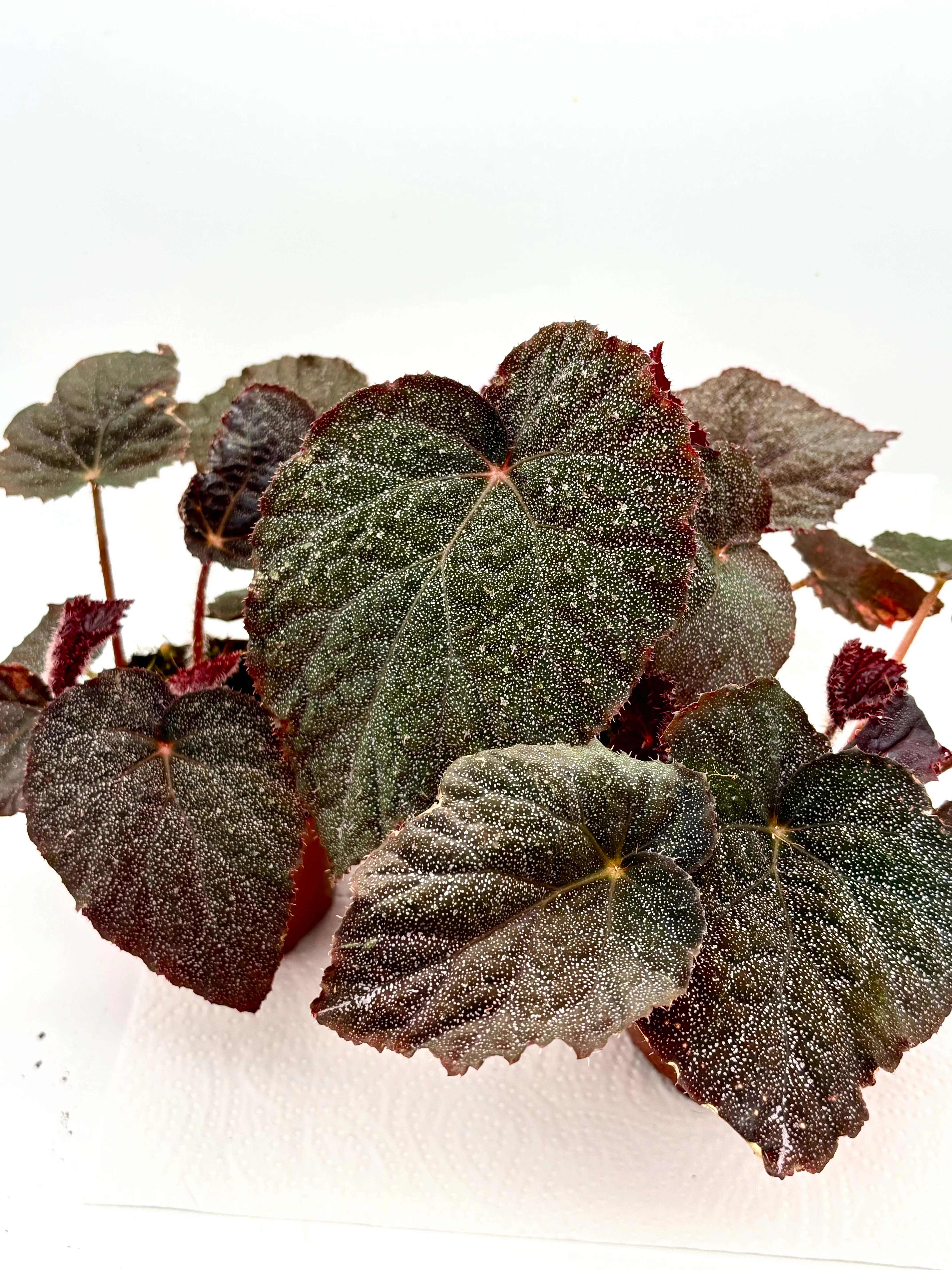 Begonia U485