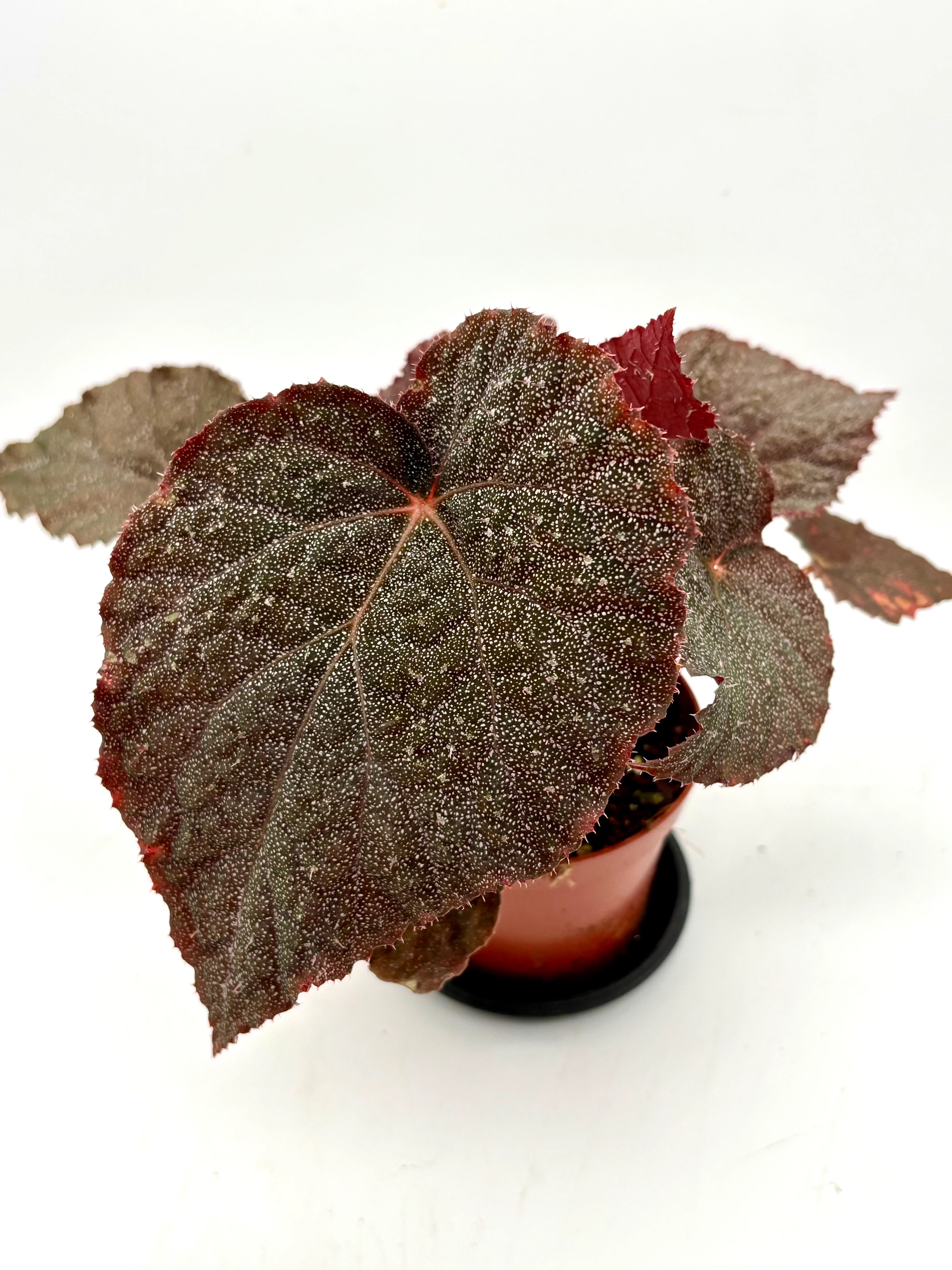 Begonia U485 - Image 2