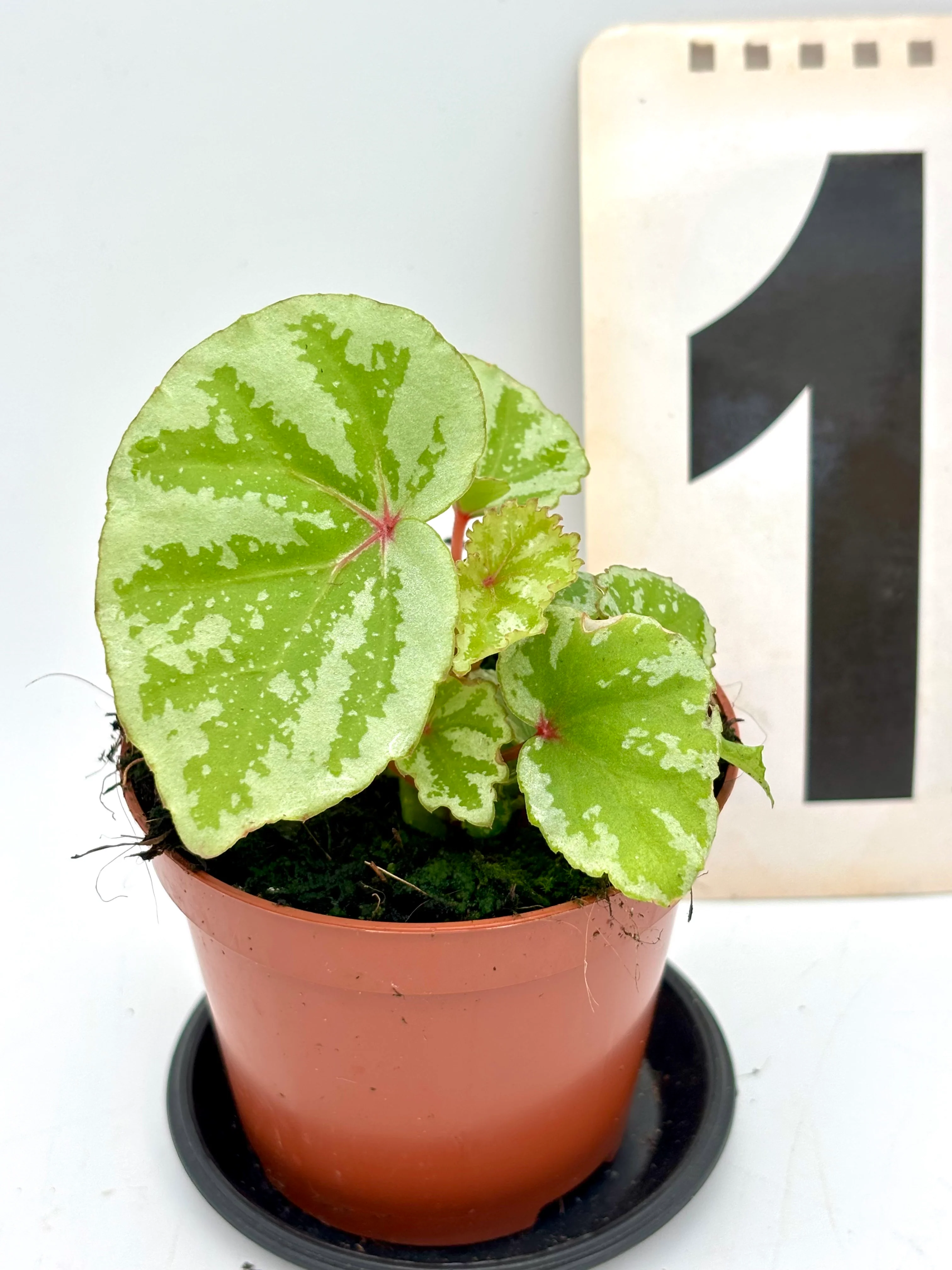 Begonia Temuyuk