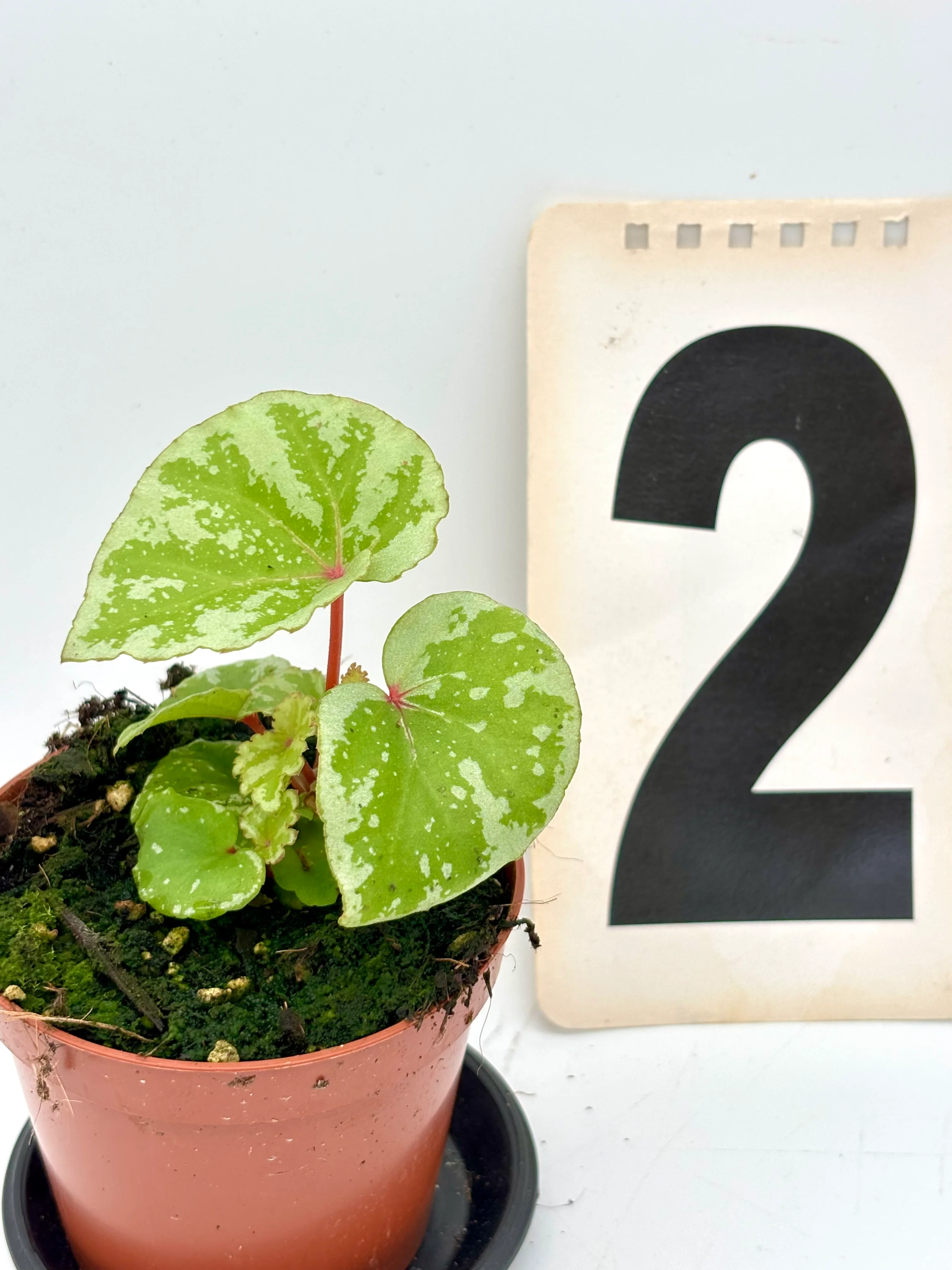 Begonia Temuyuk - Image 2