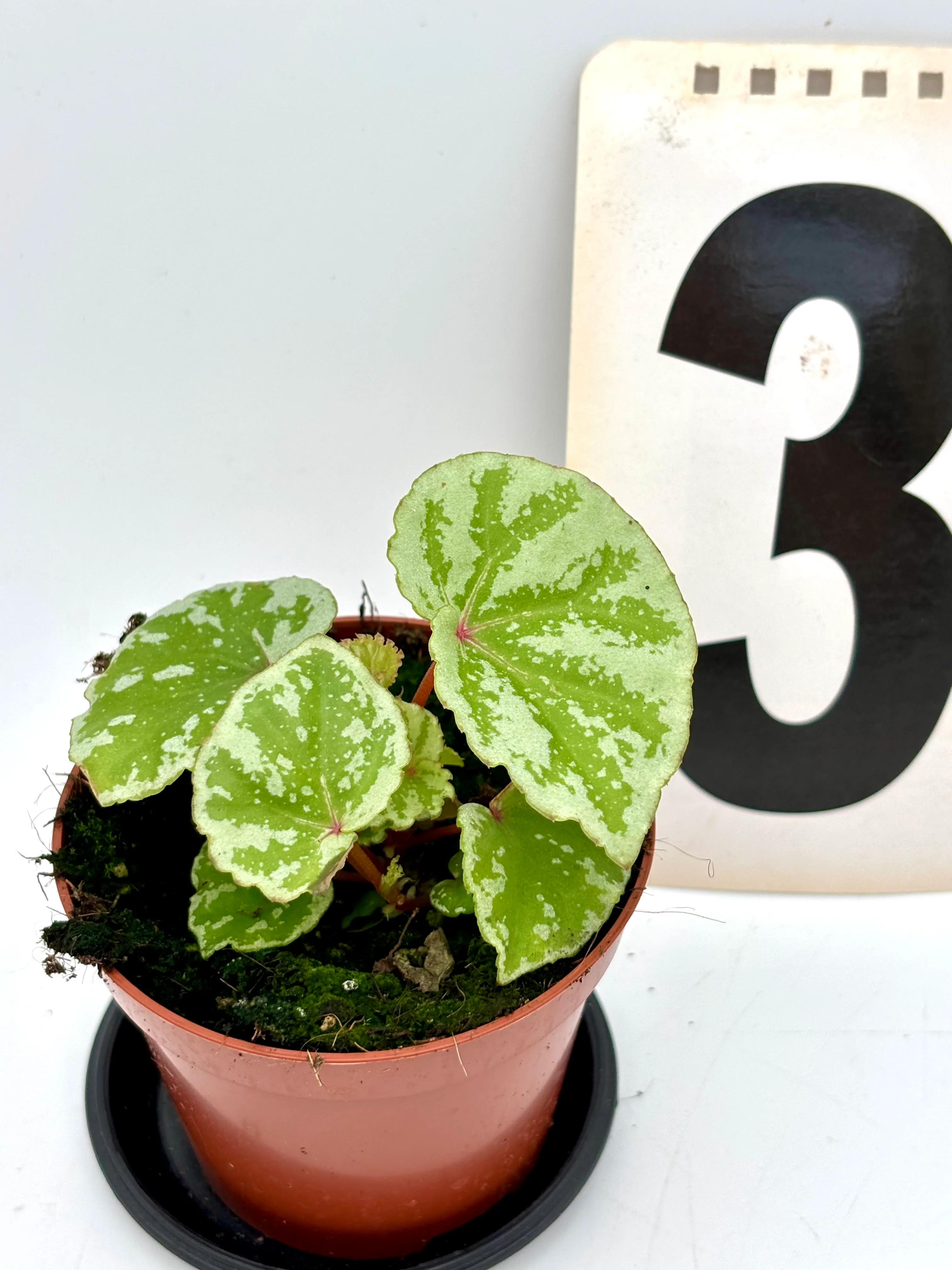 Begonia Temuyuk - Image 3