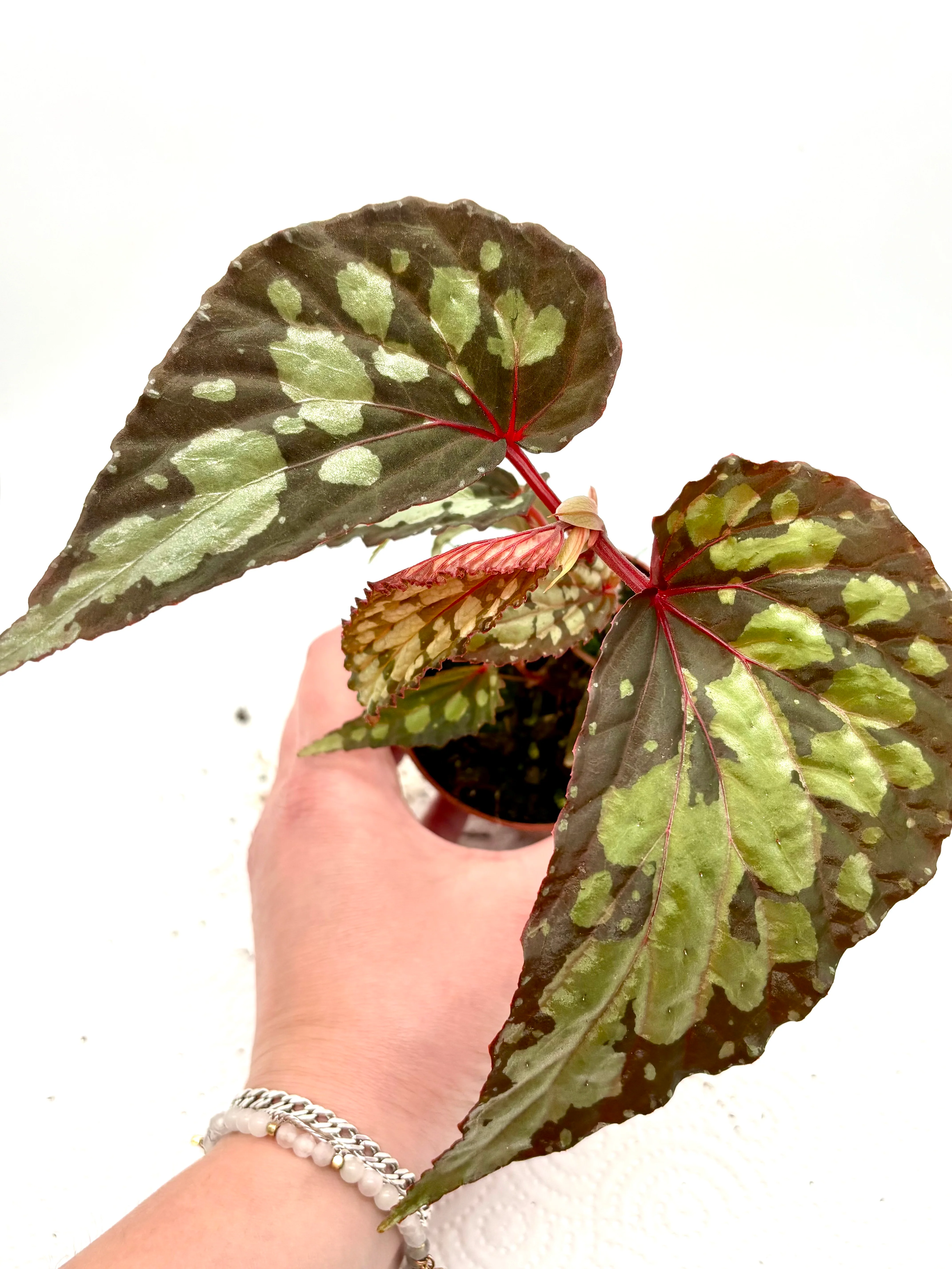Begonia Umbrella