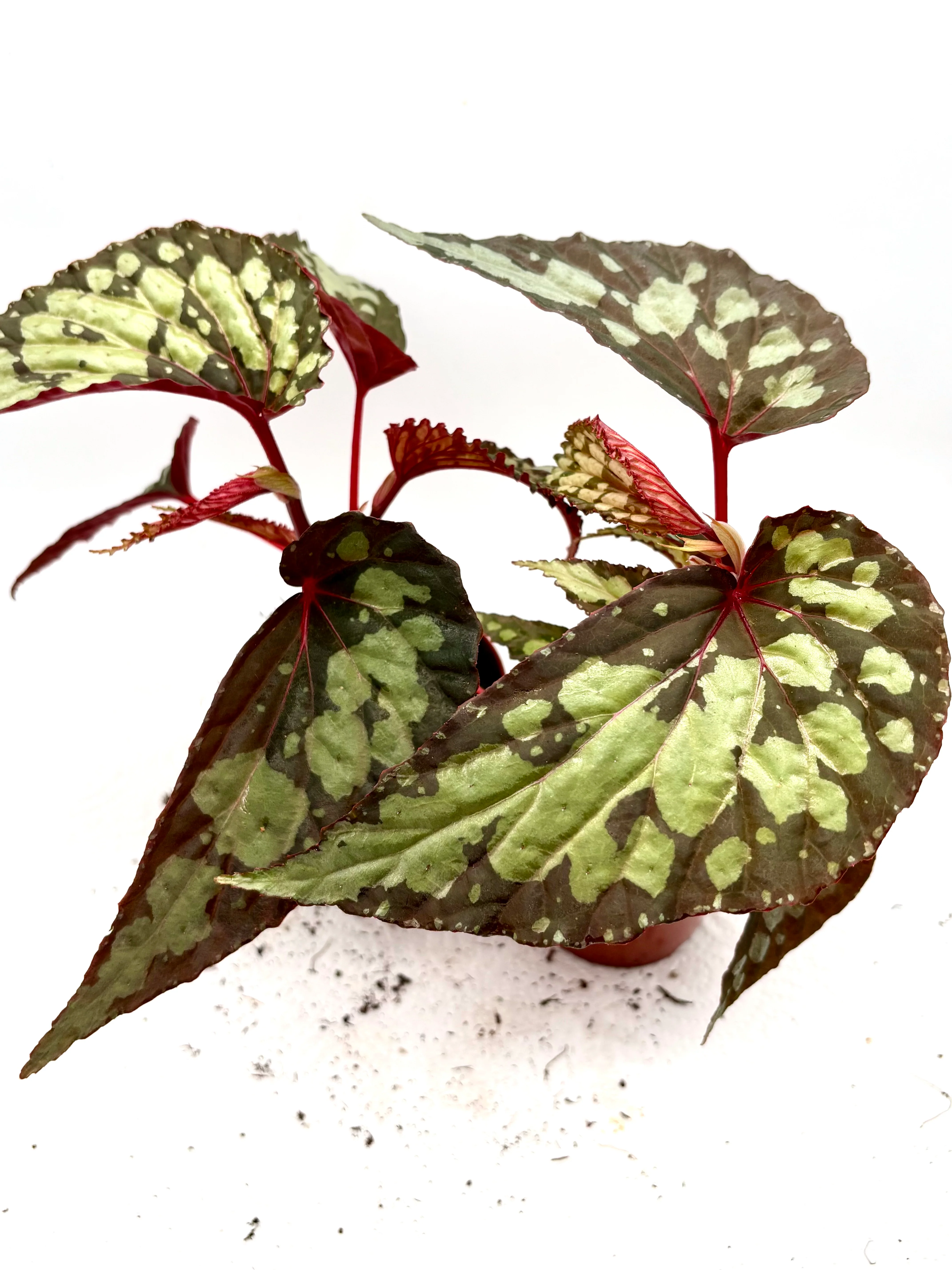Begonia Umbrella - Image 2
