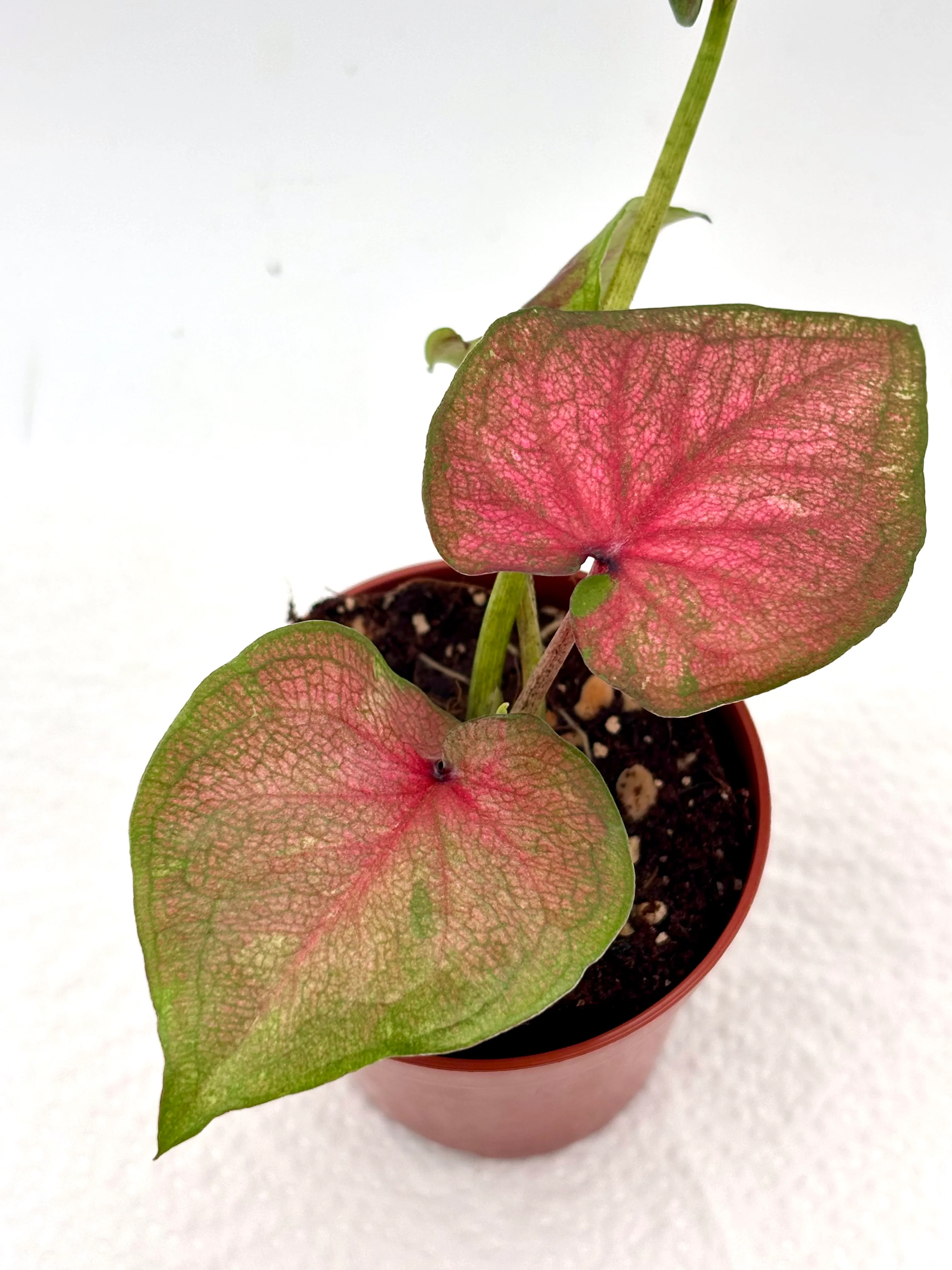 Caladium Lucia