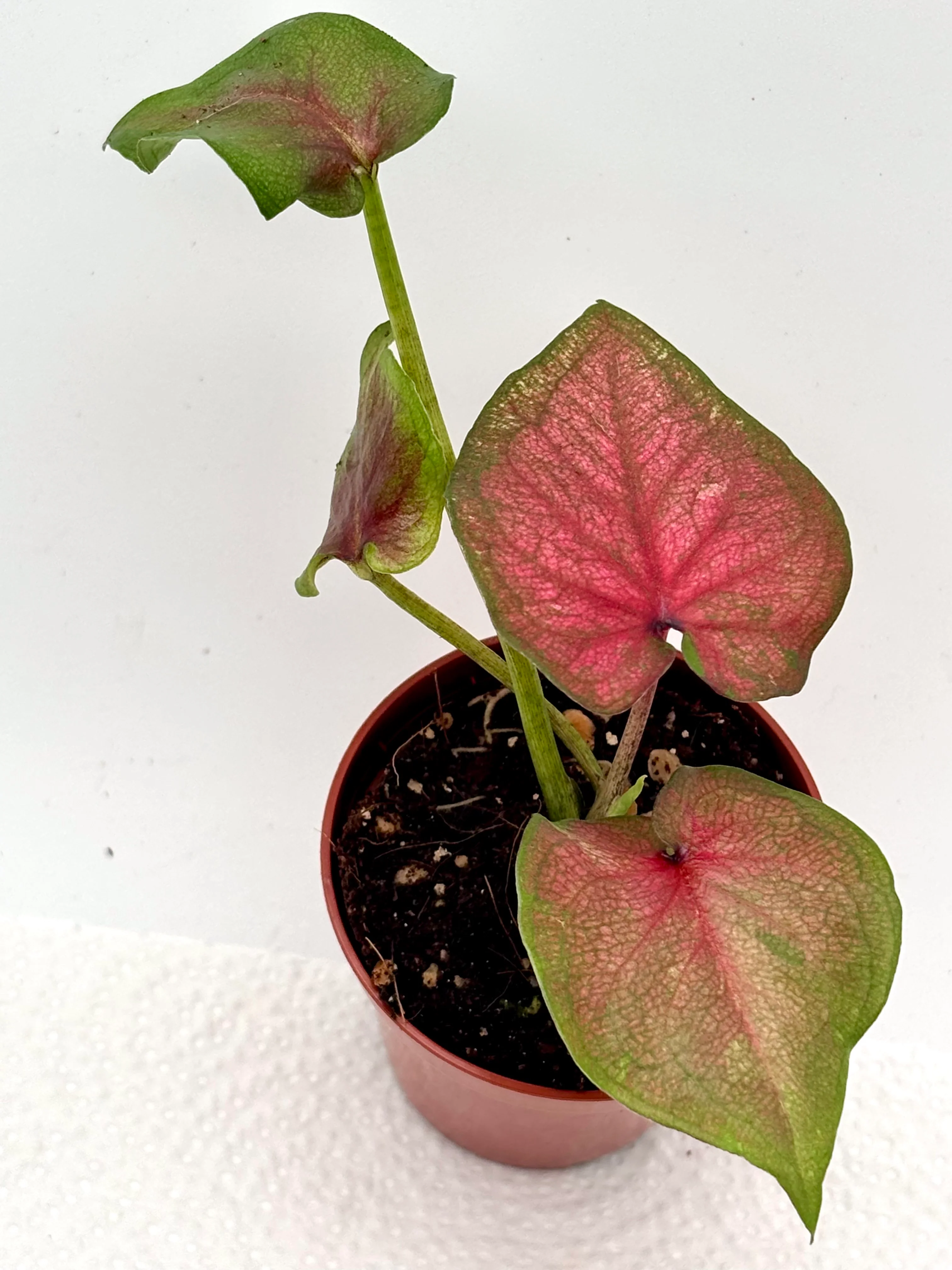 Caladium Lucia - Image 2