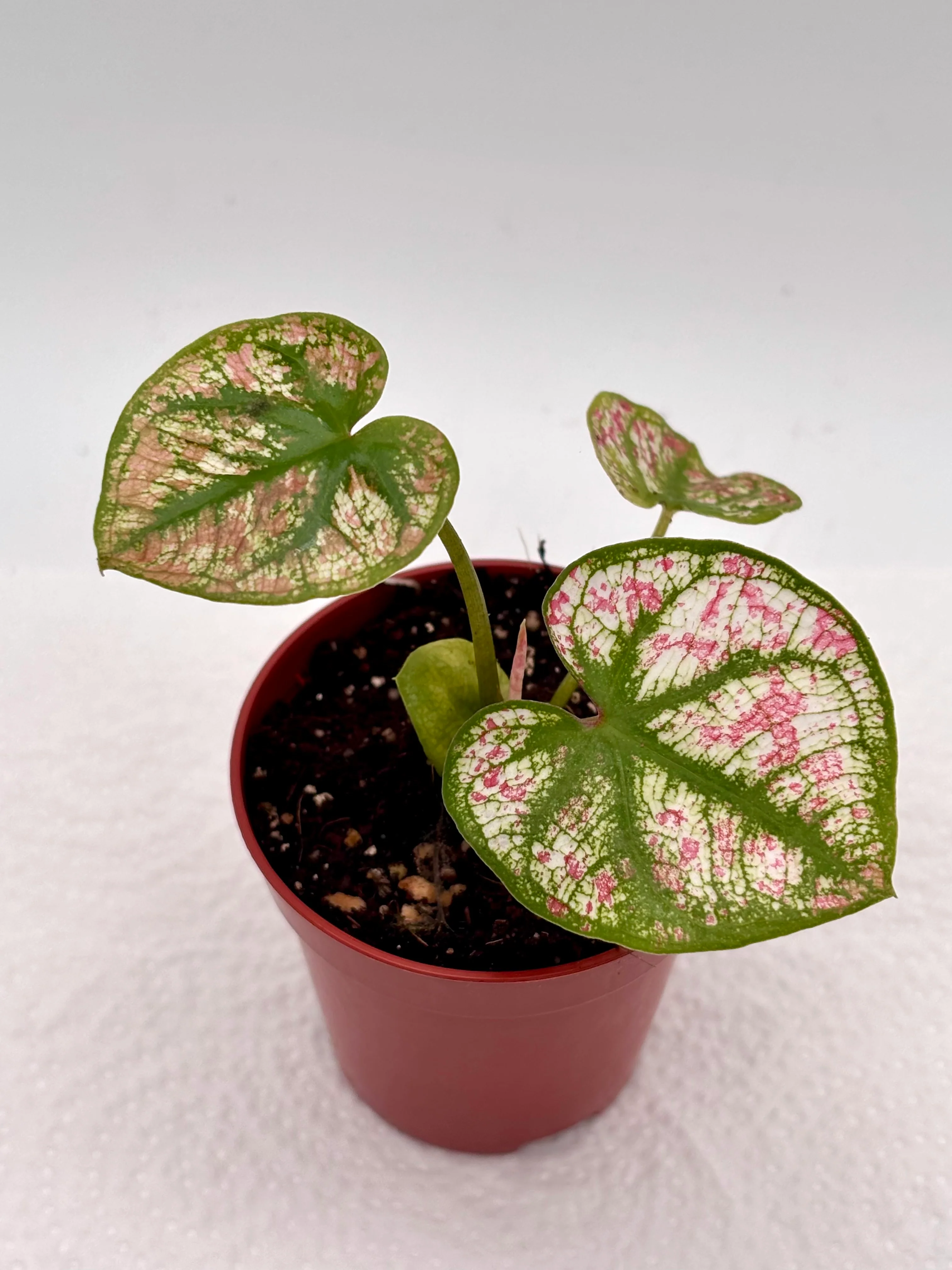 Caladium Scarlet Mary