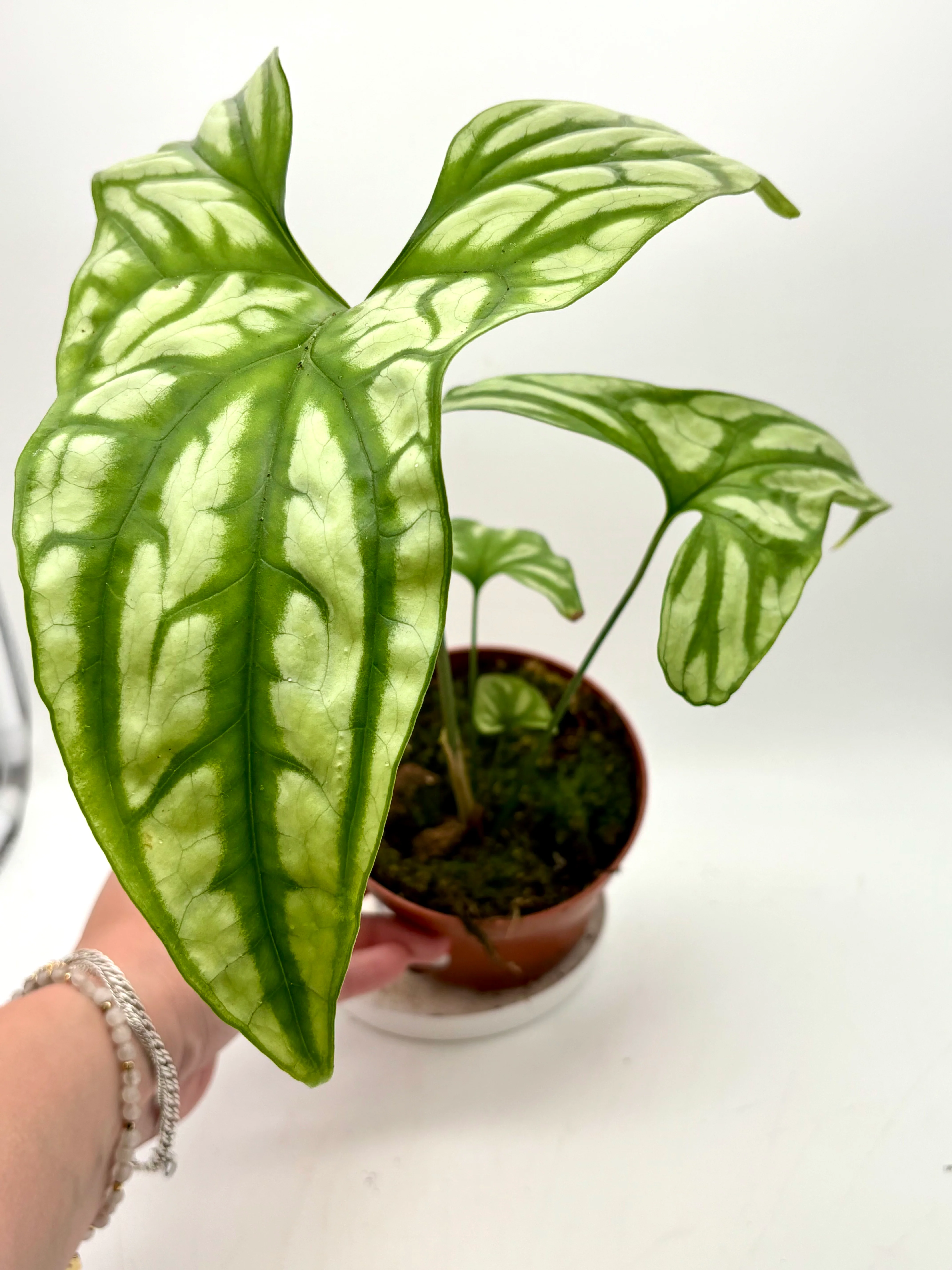Cercestis Mirabilis