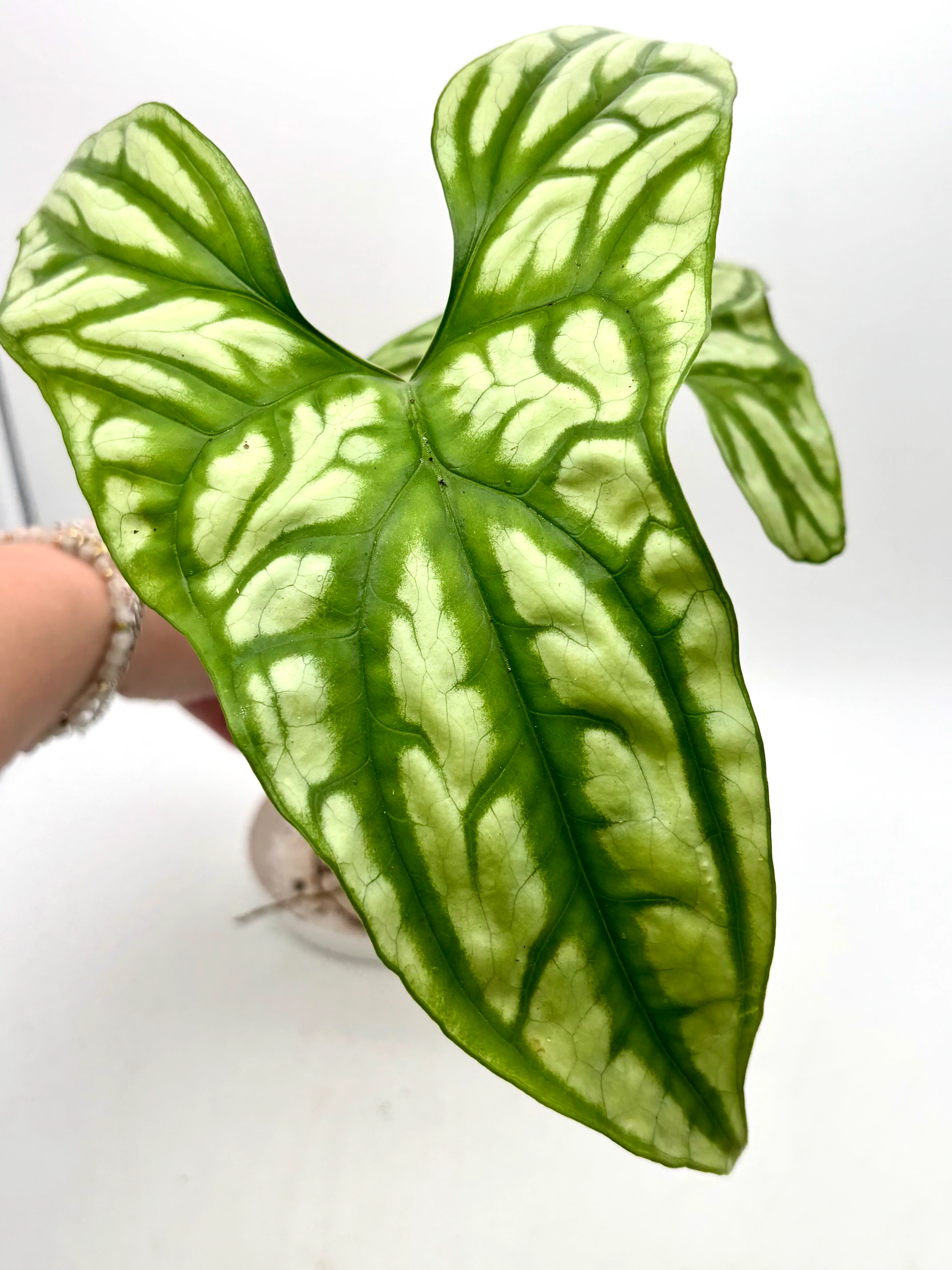 Cercestis Mirabilis - Image 2