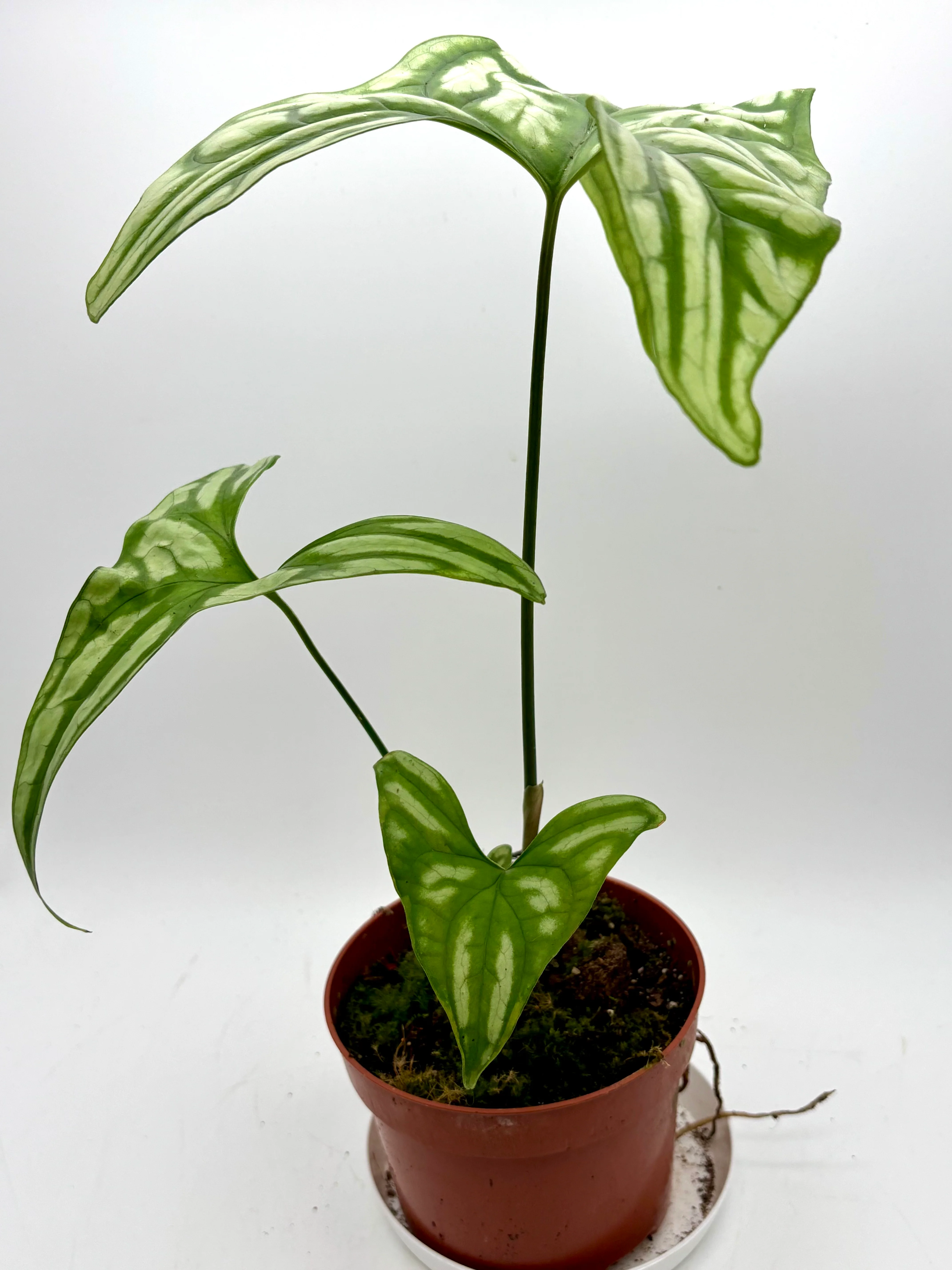 Cercestis Mirabilis - Image 3