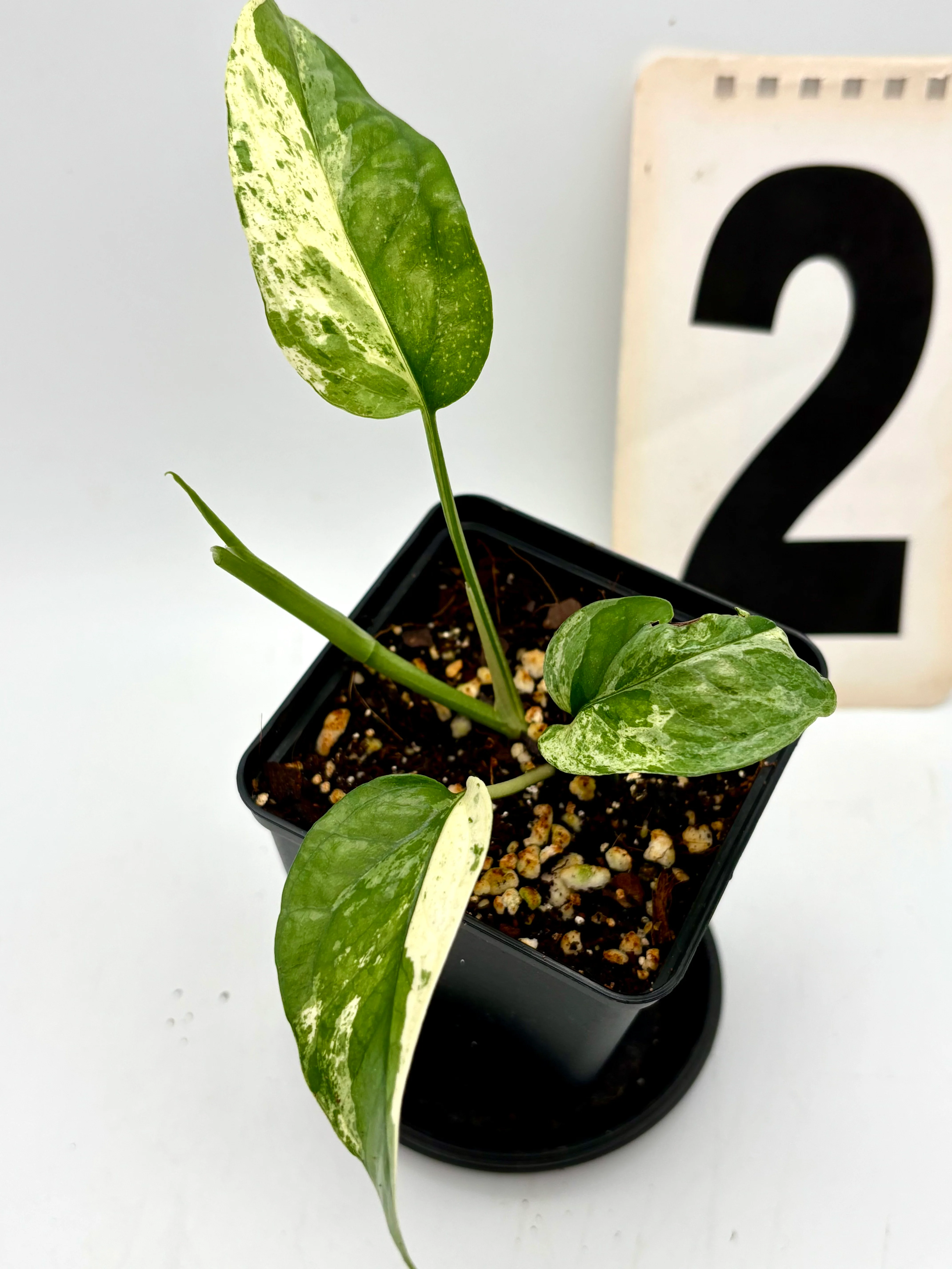 Epipremnum