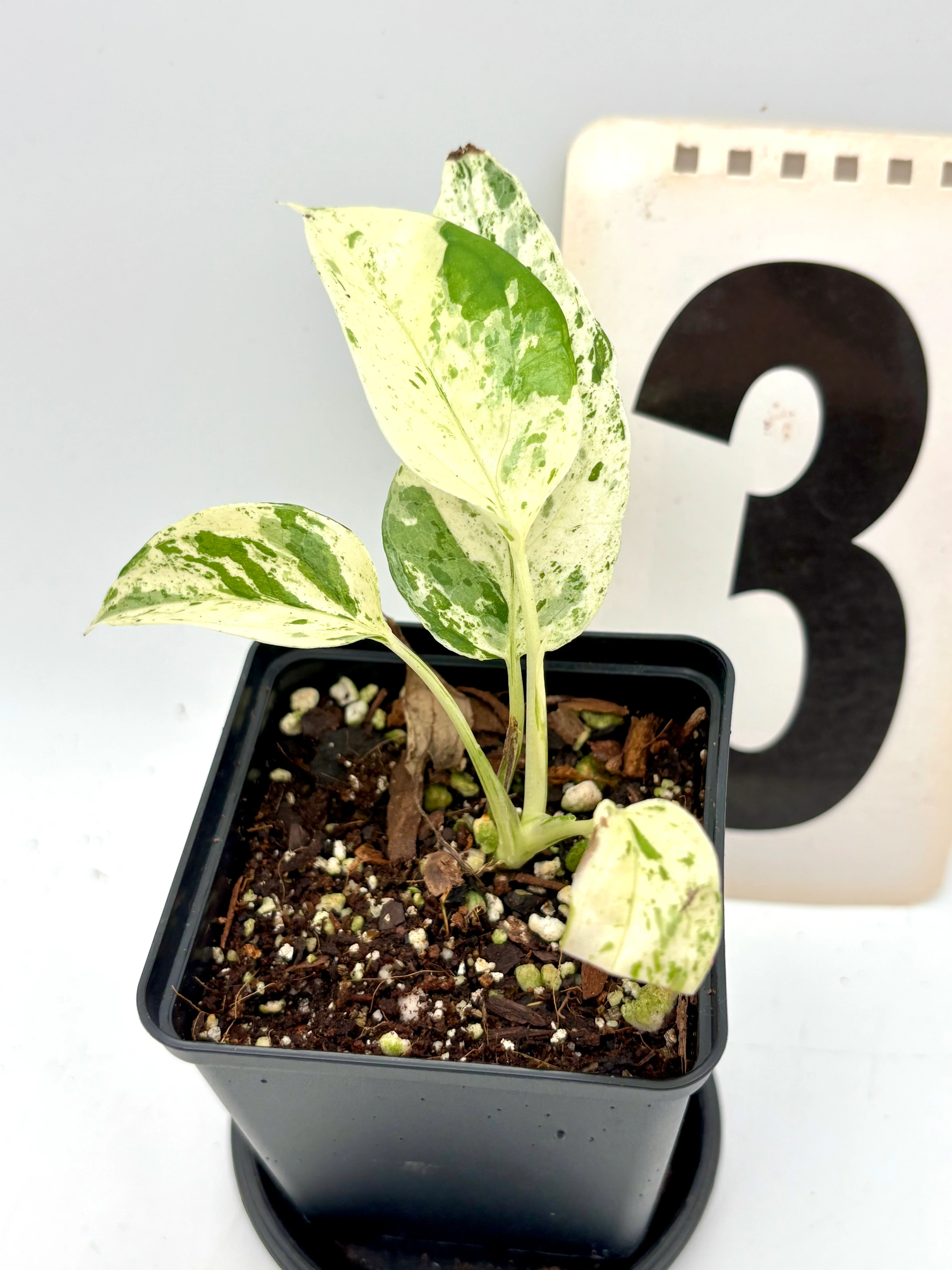 Epipremnum Cebu Blue Variegata - Image 3