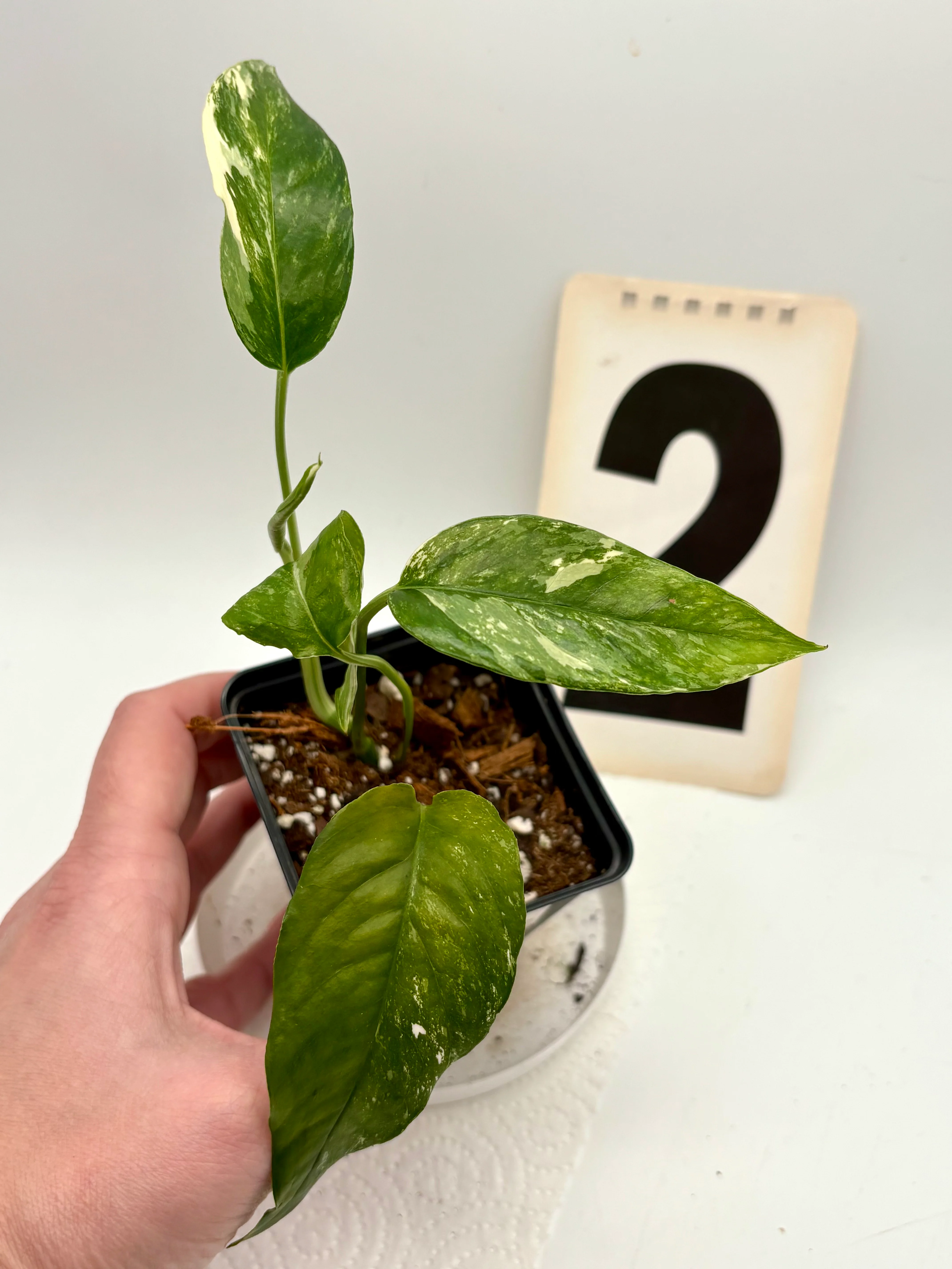 Vorschaubild 2