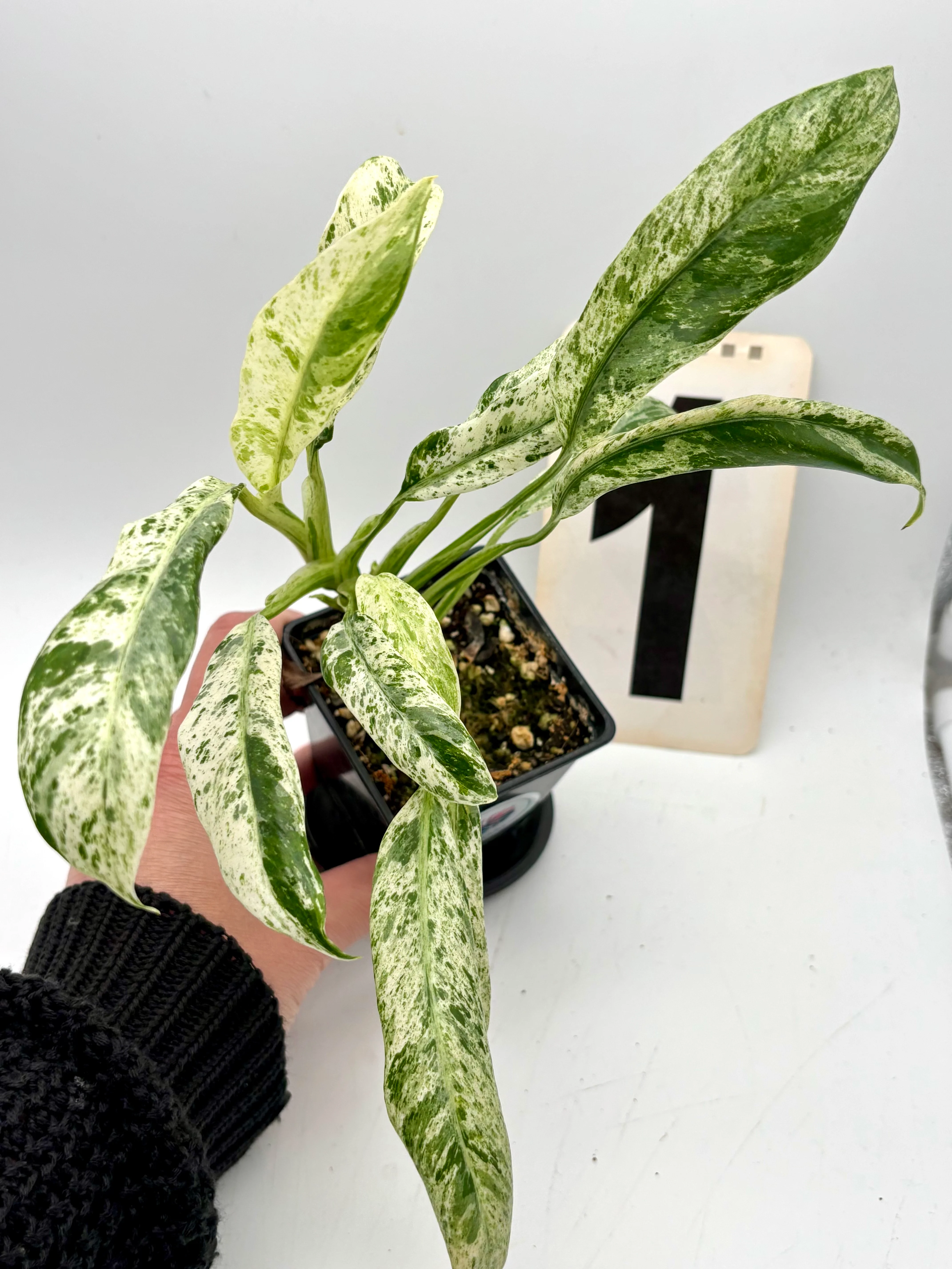 Epipremnum Giganteum Variegata - Image 3