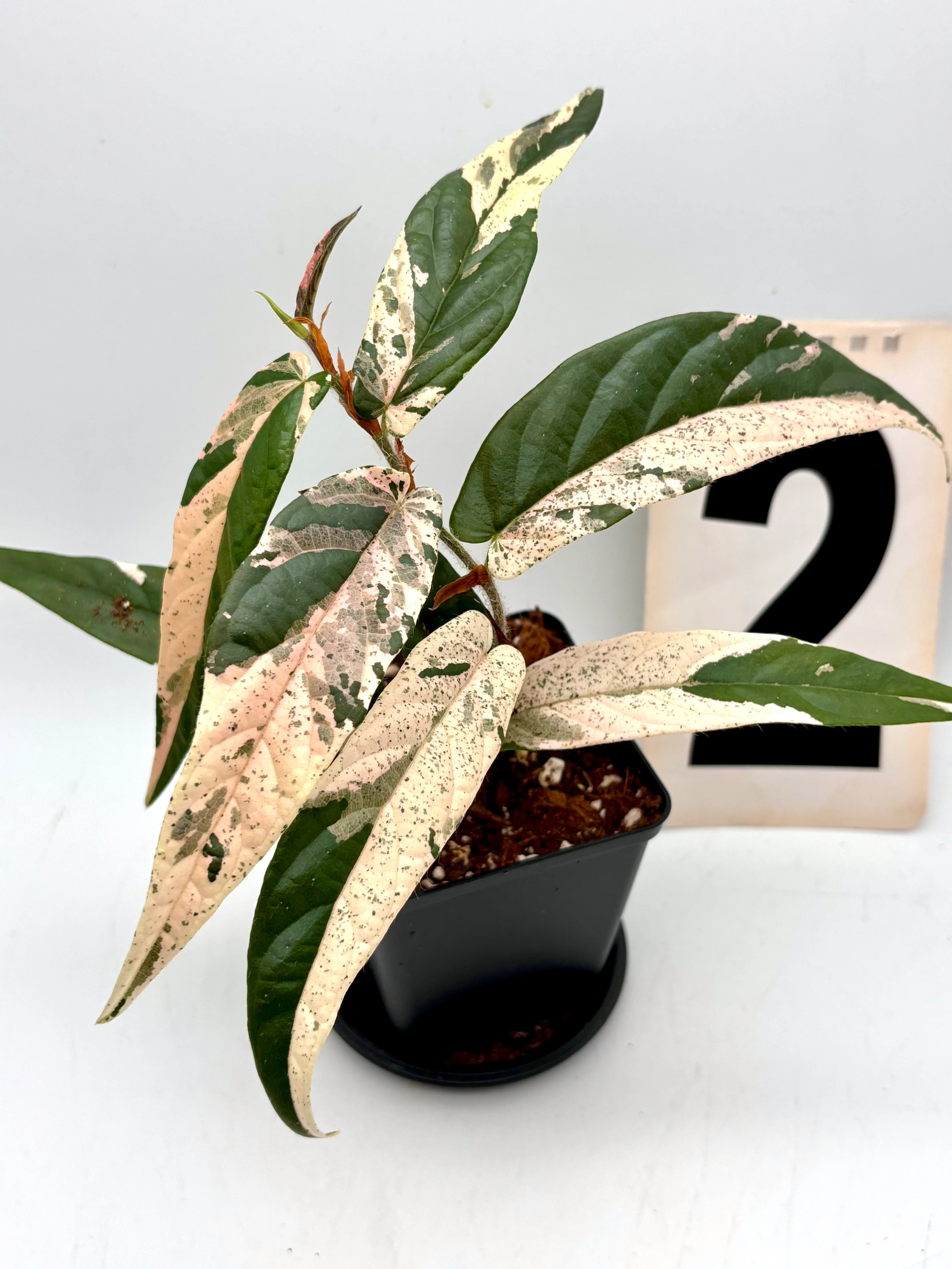 Ficus Sagittata Pink Variegata - Image 3