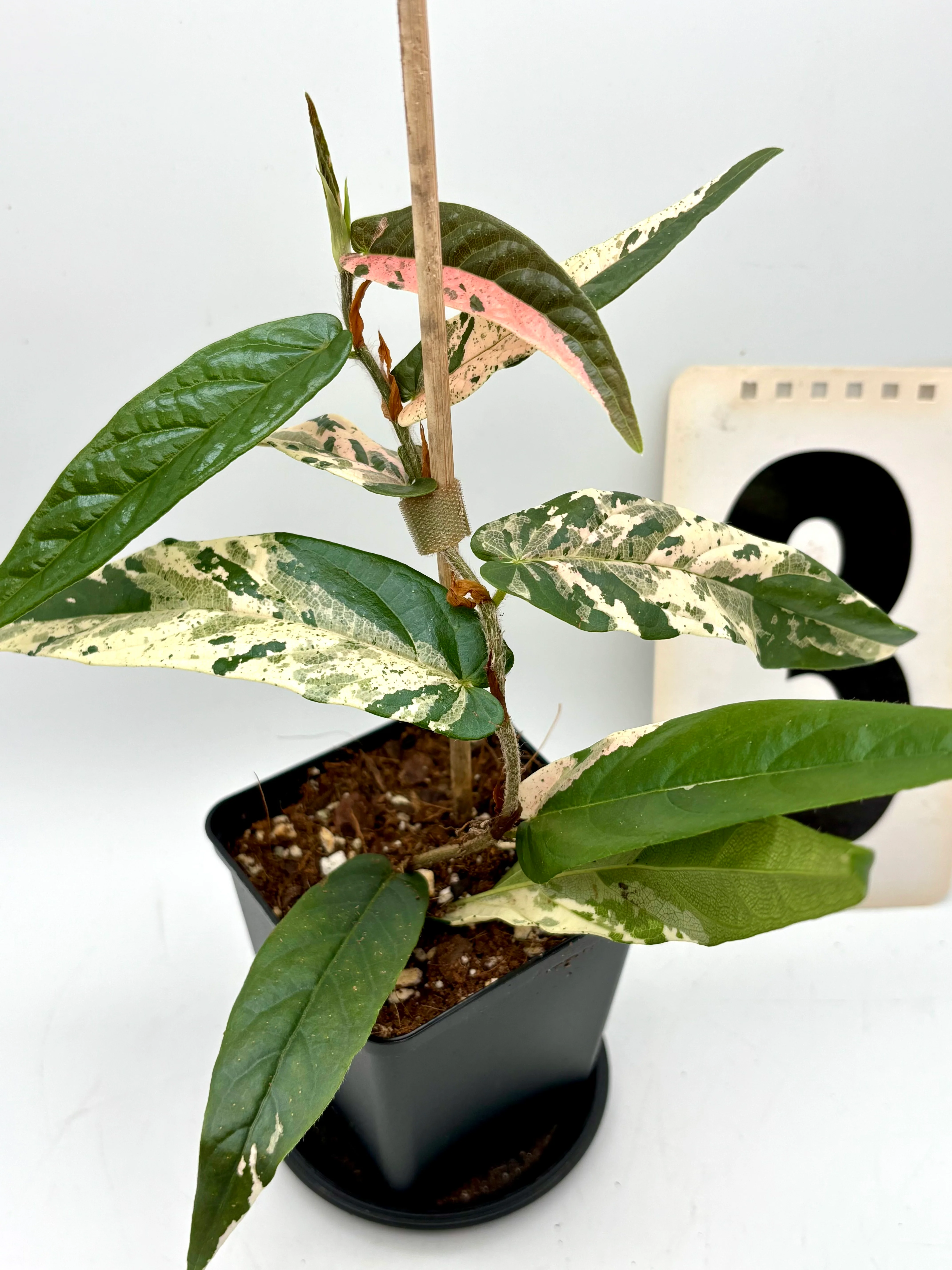 Ficus Sagittata Pink Variegata - Image 4