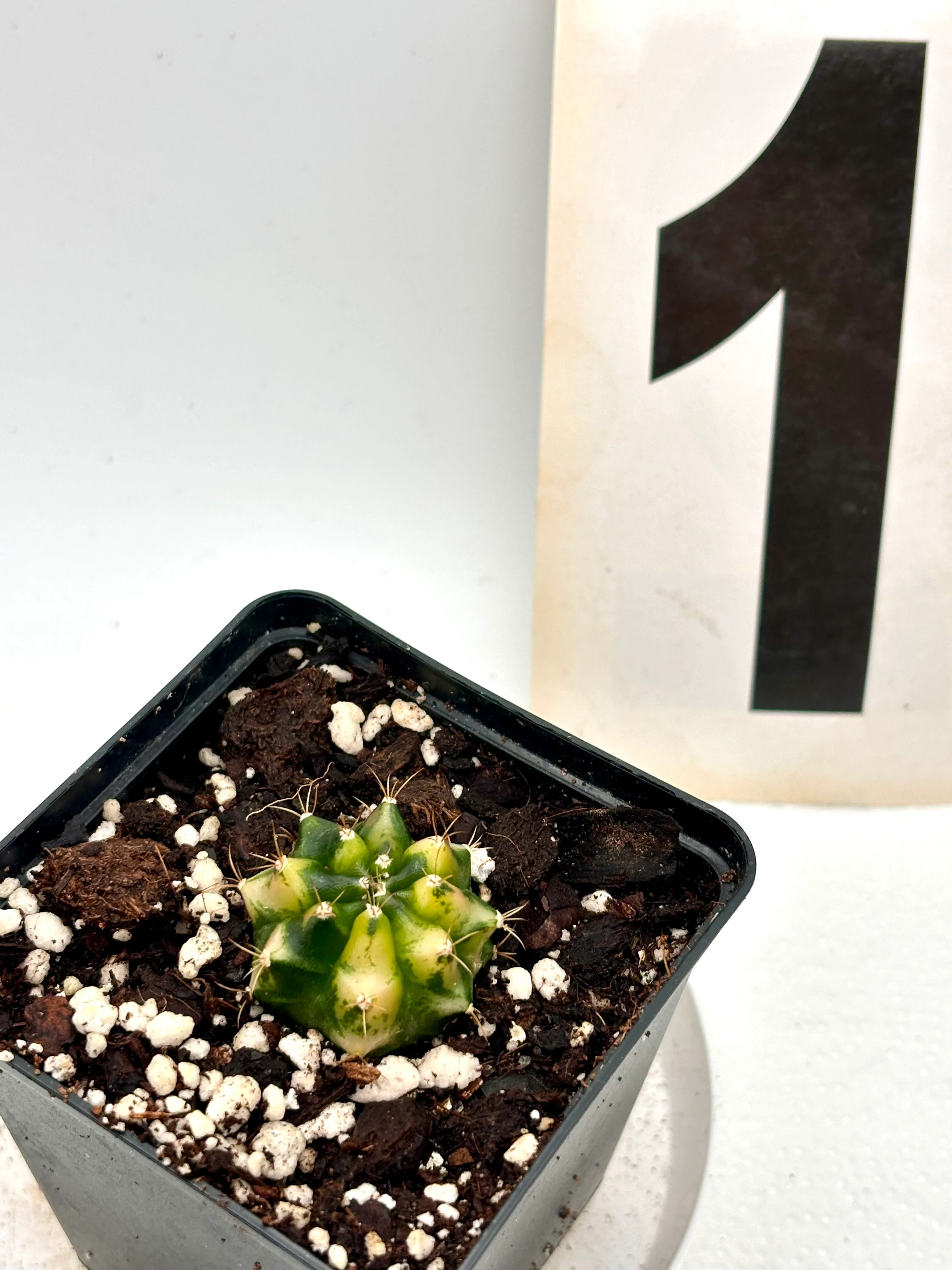 Gymnocalycium Mihanovichii Variegata (Kaktus)