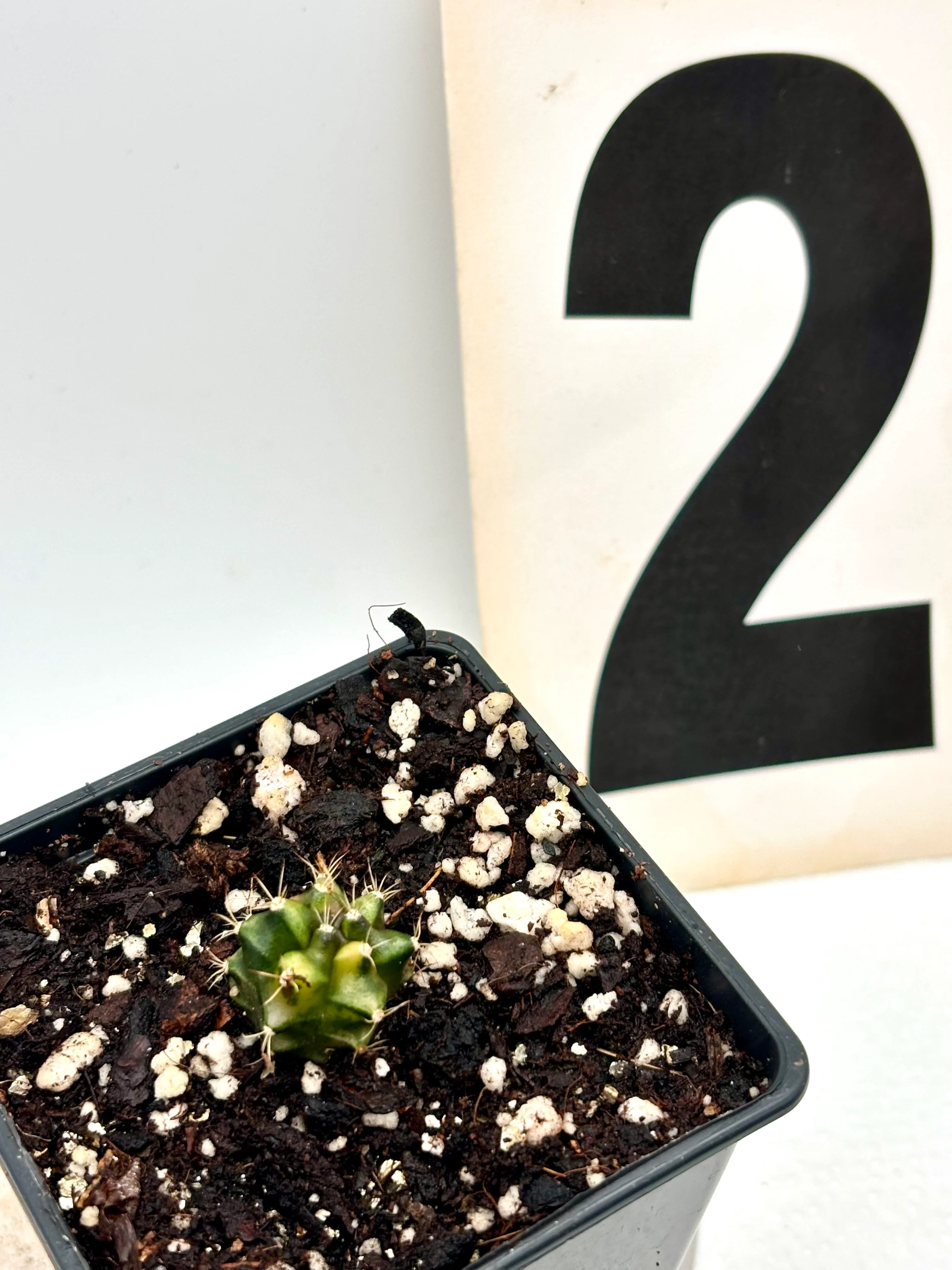 Gymnocalycium Mihanovichii Variegata (Kaktus) - Image 2